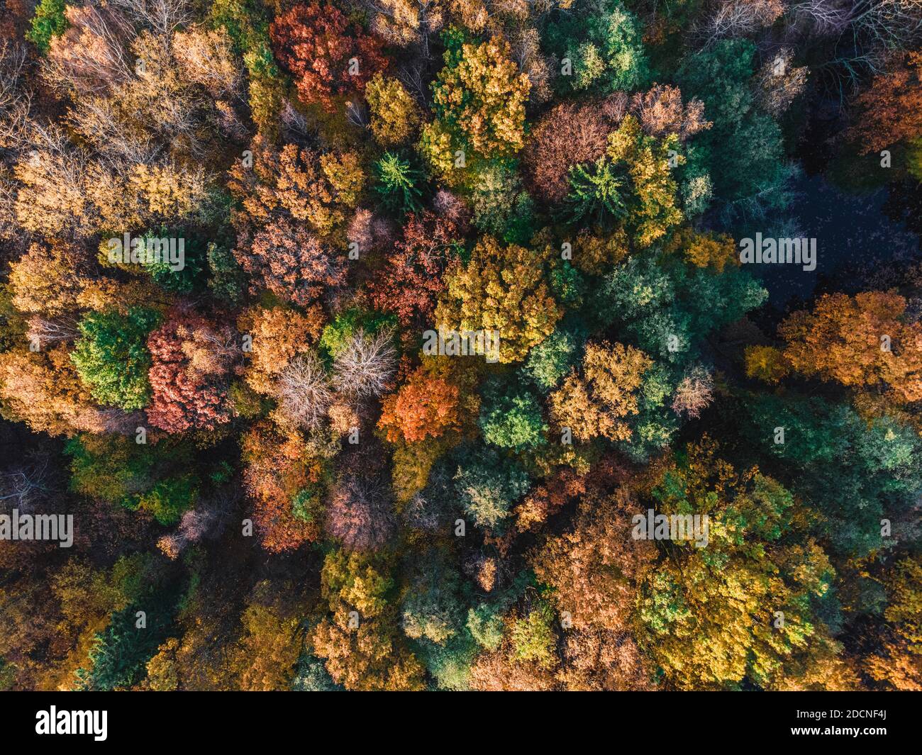 Herbst Wald Luftdrohne Ansicht. Bäume mit bunten orangefarbenen, roten, gelben und grünen Blättern. Naturkonzept Stockfoto