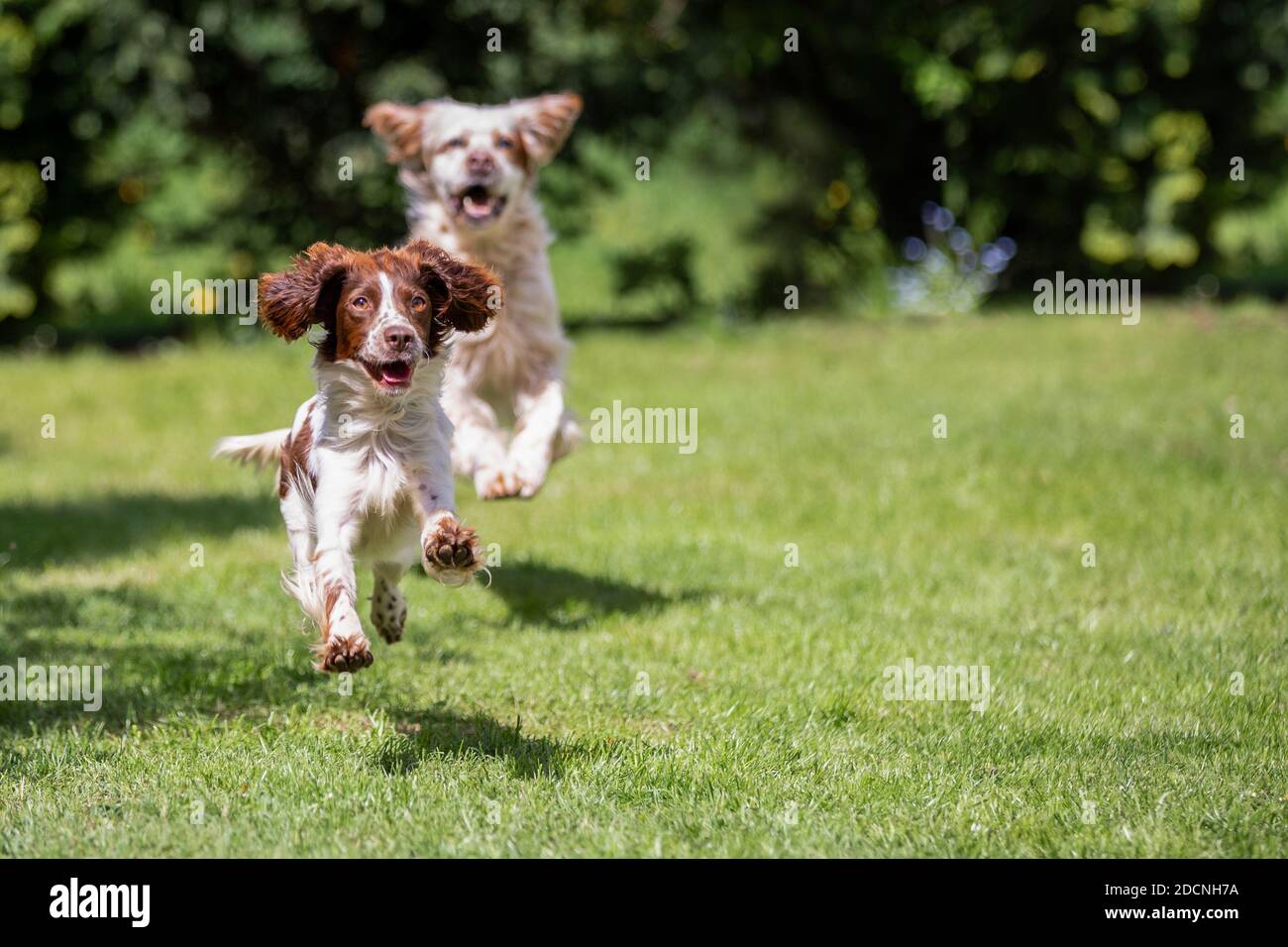 Orange Belton English Setter jagt einen jungen Springer Spaniel über den Rasen. Stockfoto