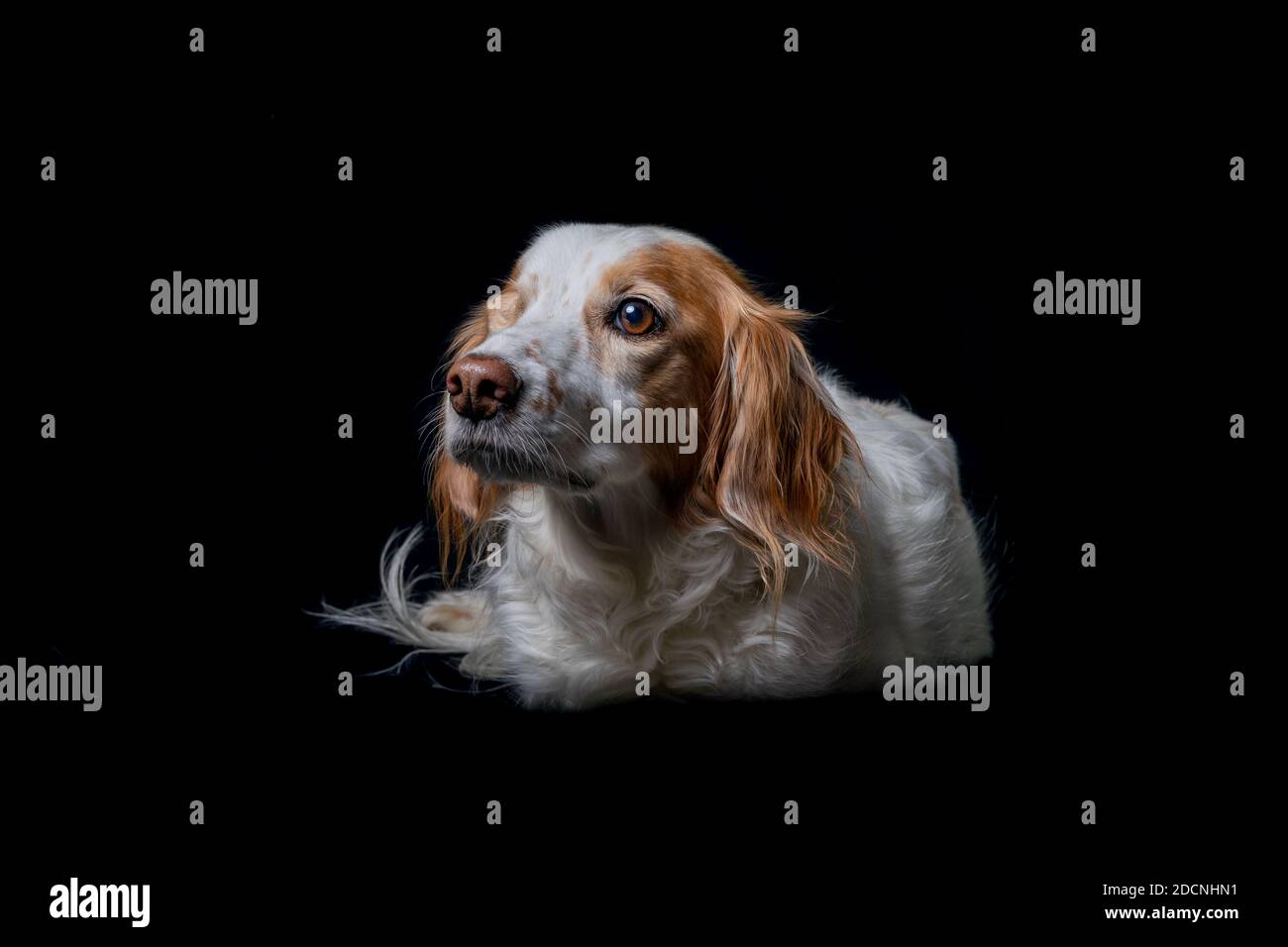 Studioportrait eines traurig aussehenden Brittany Spaniel Hundes, der auf dem Boden auf schwarzem Hintergrund liegt. Stockfoto
