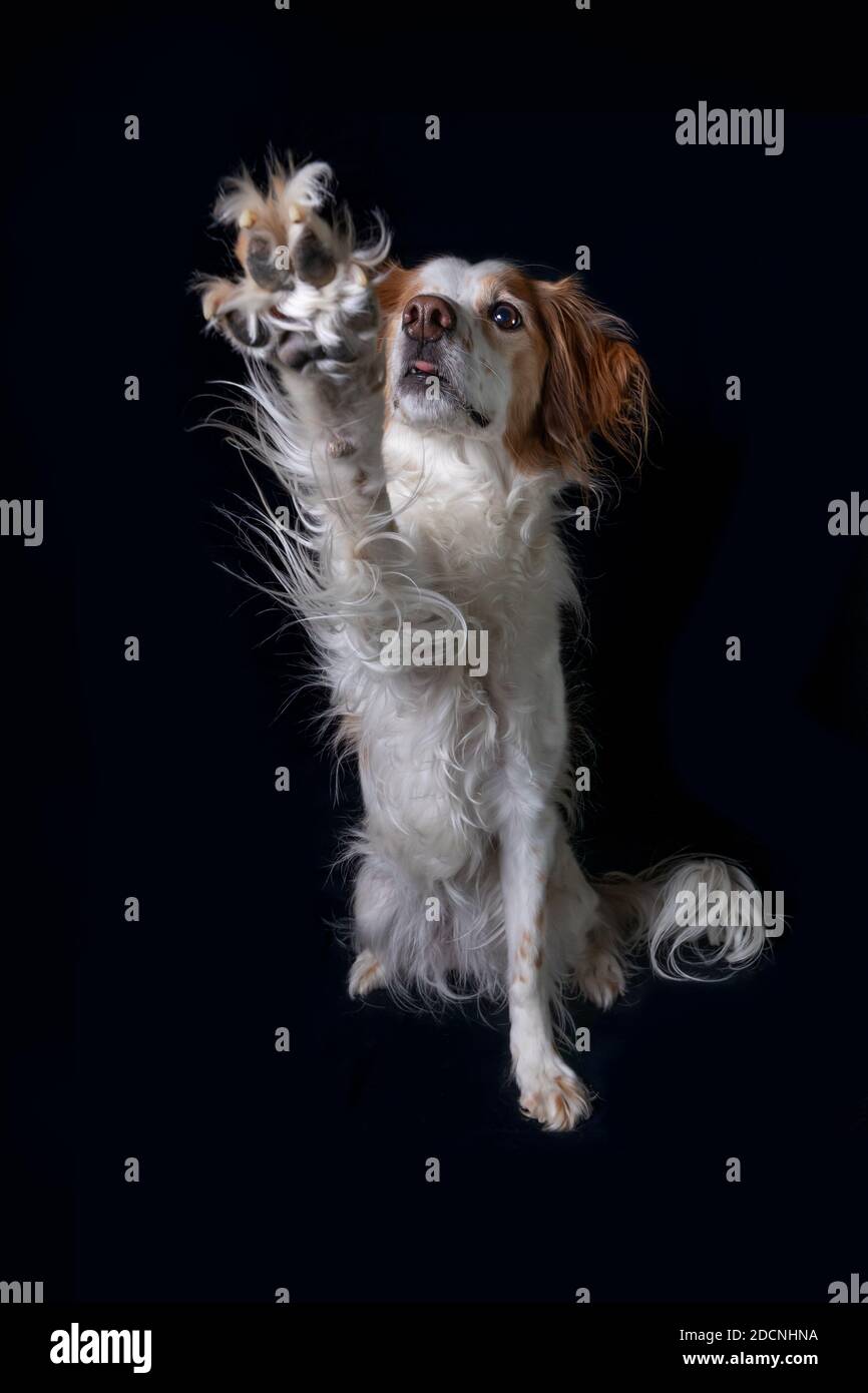 Studio-Porträt eines orangefarbenen und weißen Brittany Dog auf schwarzem Hintergrund, der ein hohes fünf- oder Stoppsignal gibt. Stockfoto