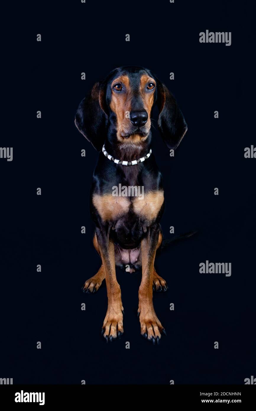 Studioportrait eines schwarz-braunen Segugio Italiano Hundes vor einem schwarzen Hintergrund. Stockfoto