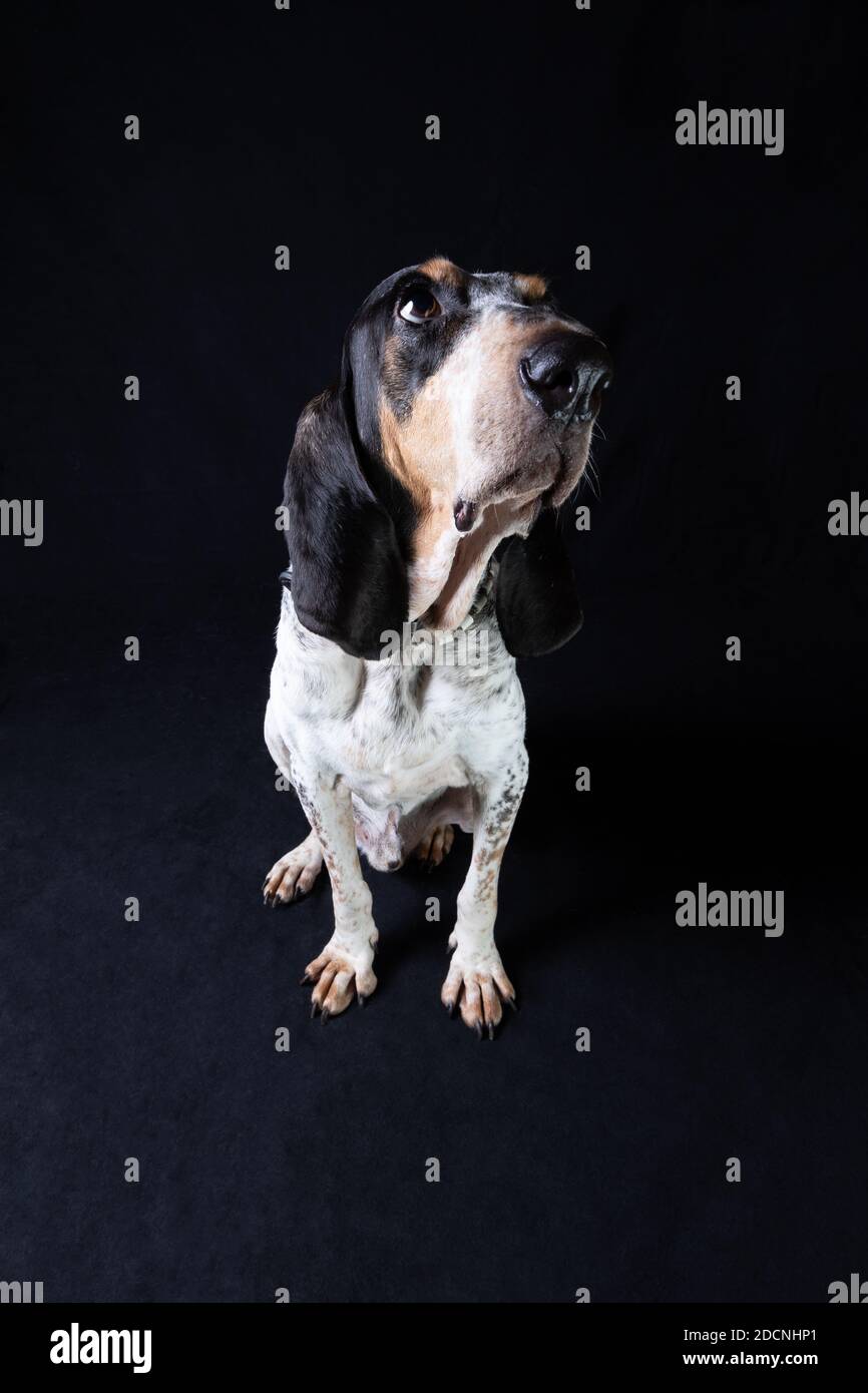 Weitwinkel-Ganzkörperportrait eines Segugio Ariegeois, der vor einem schwarzen Hintergrund sitzt und nach oben schaut. Stockfoto
