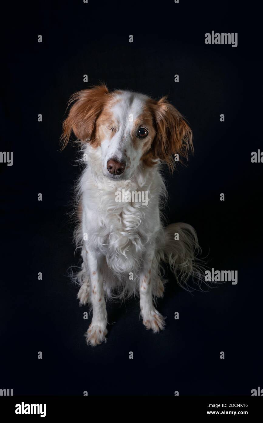 Studioportrait eines niedlichen Brittany Spaniel auf schwarzem Hintergrund sitzend und direkt auf die Kamera schauend. Stockfoto