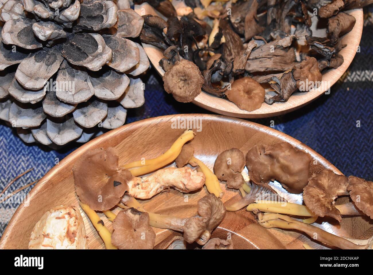 Gelbe Bein Chanterelles langstielige Pilze haben zarte Blumenfleisch Igel Pilz ist leicht pfeffrig, während Trompette de la Mort ist Üppig nussig Stockfoto