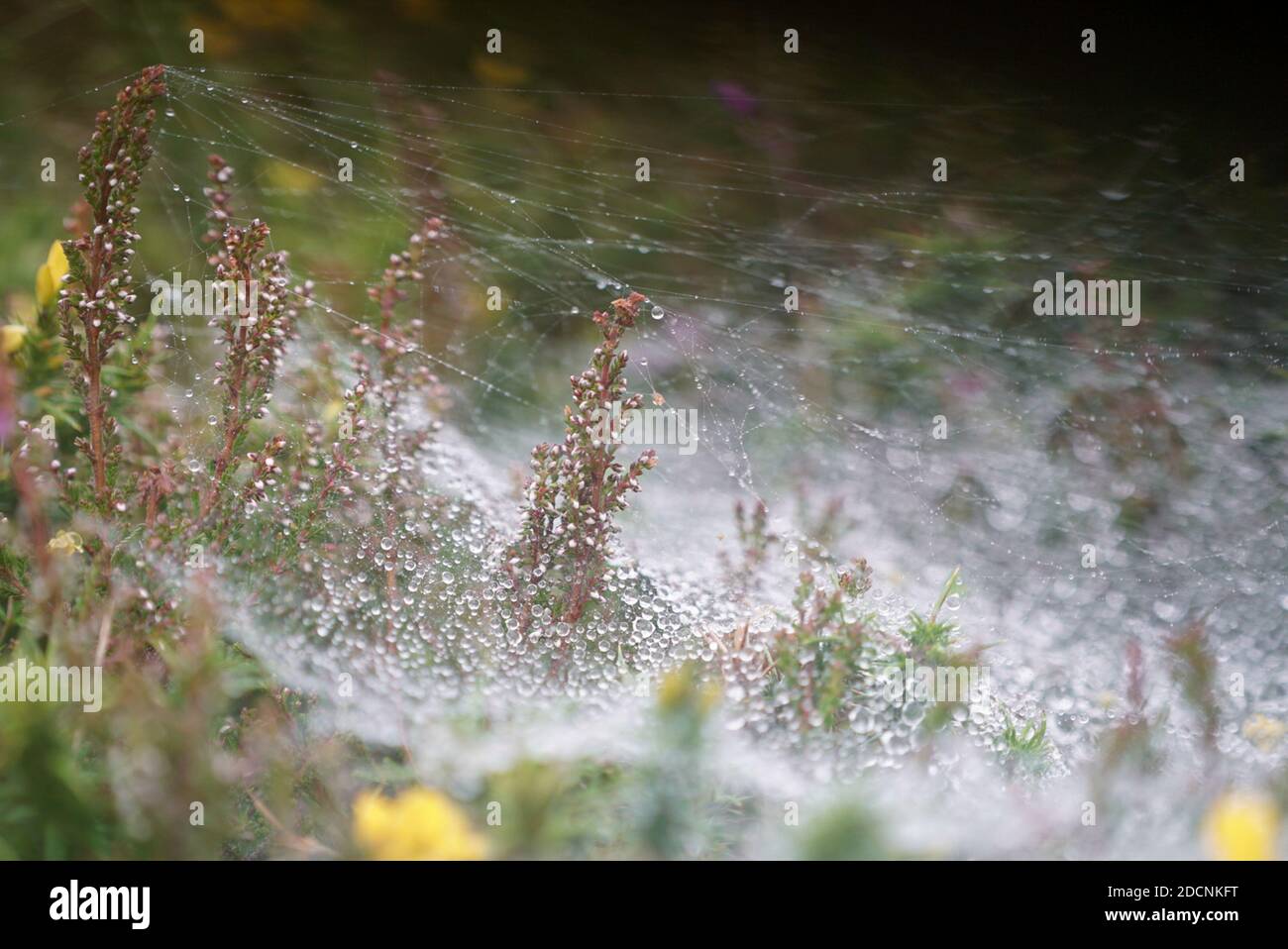 Trichterförmiges Spinnennetz der Agelena labyrinthica, das mit Wassertröpfchen bedeckt ist Niedrig liegendes Gras und Vegetation im Morgengrauen in Pembrokeshire UK Stockfoto