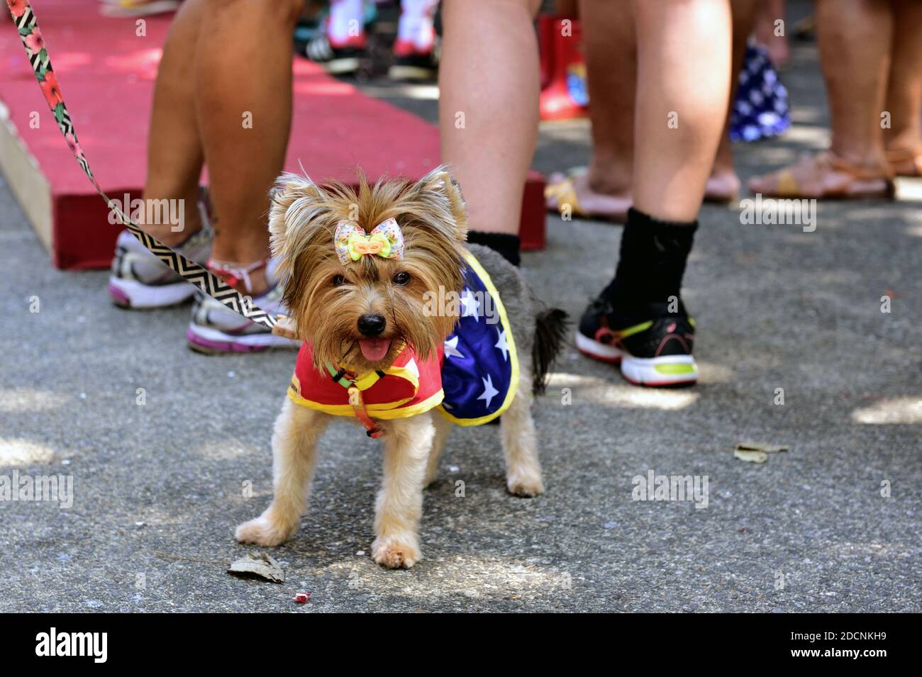Amerika, Brasilien – 15. Februar 2020: Ein ausgefallener Hund nimmt an dem tierfreundlichen Karnevalsfest in Tijuca, in der Nordzone von Rio de Janeiro, Teil. Stockfoto