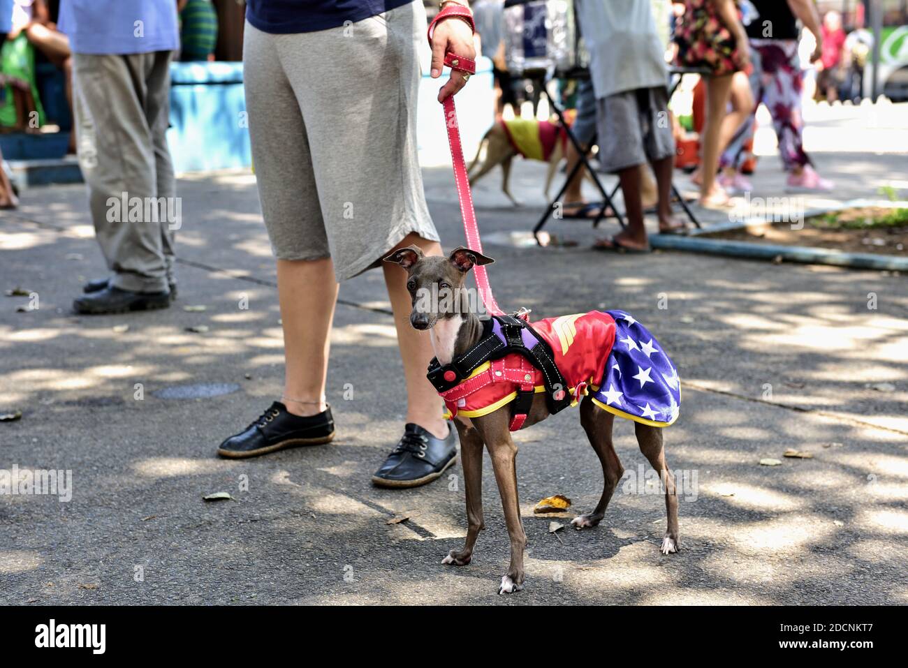 Amerika, Brasilien – 15. Februar 2020: Ein ausgefallener Hund nimmt an dem tierfreundlichen Karnevalsfest in Tijuca, in der Nordzone von Rio de Janeiro, Teil. Stockfoto