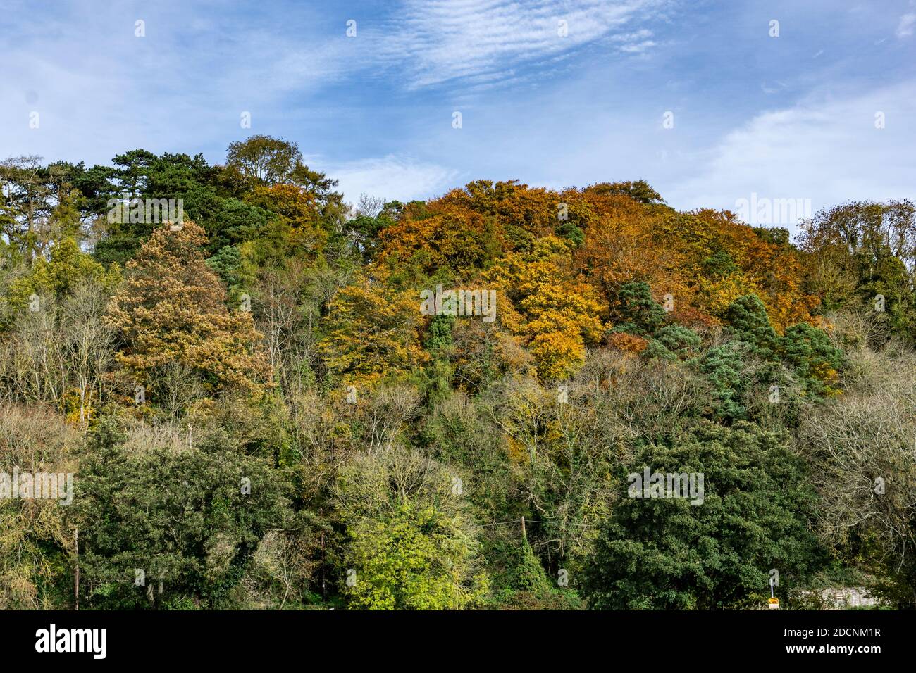 Herbst.die Farben des Herbstes hier in den Bäumen entlang der Strawberry Beds in Dublin, Irland. Stockfoto