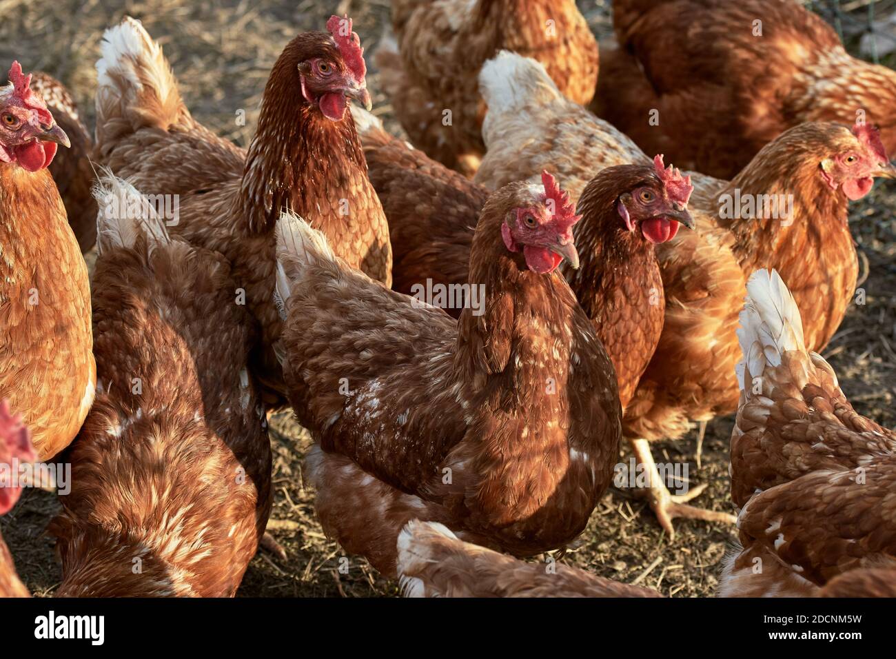 Ein Schwarm von Freilandhühnern auf einem traditionellen Bio Hühnerfarm Stockfoto