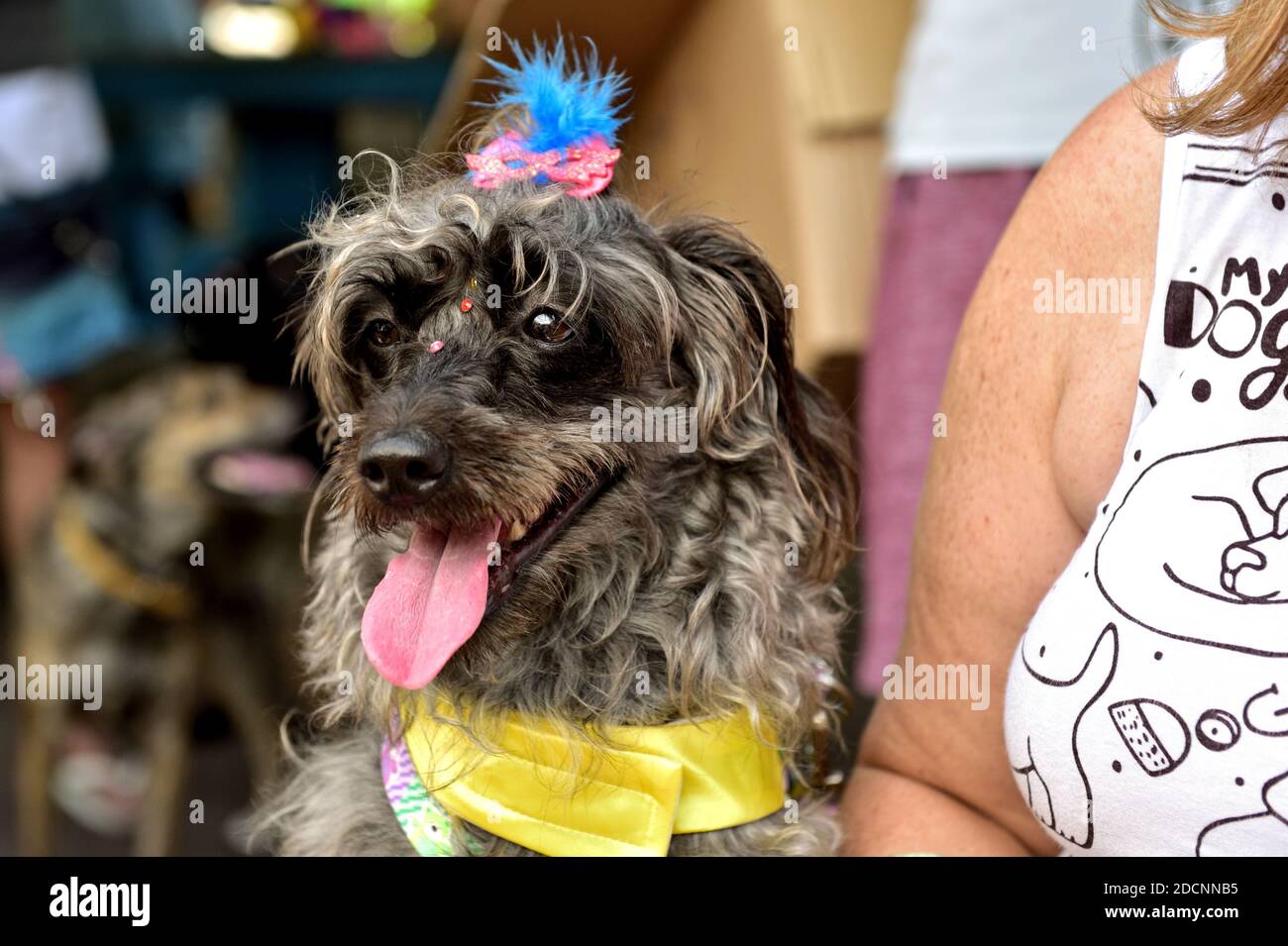 Brasilien – 15. Februar 2020: Hund zieht seine Zunge heraus. Kostümierter Hund bekommt in den Karneval Geist während der jährlichen Haustier-Party in Rio de Janeiro statt. Stockfoto