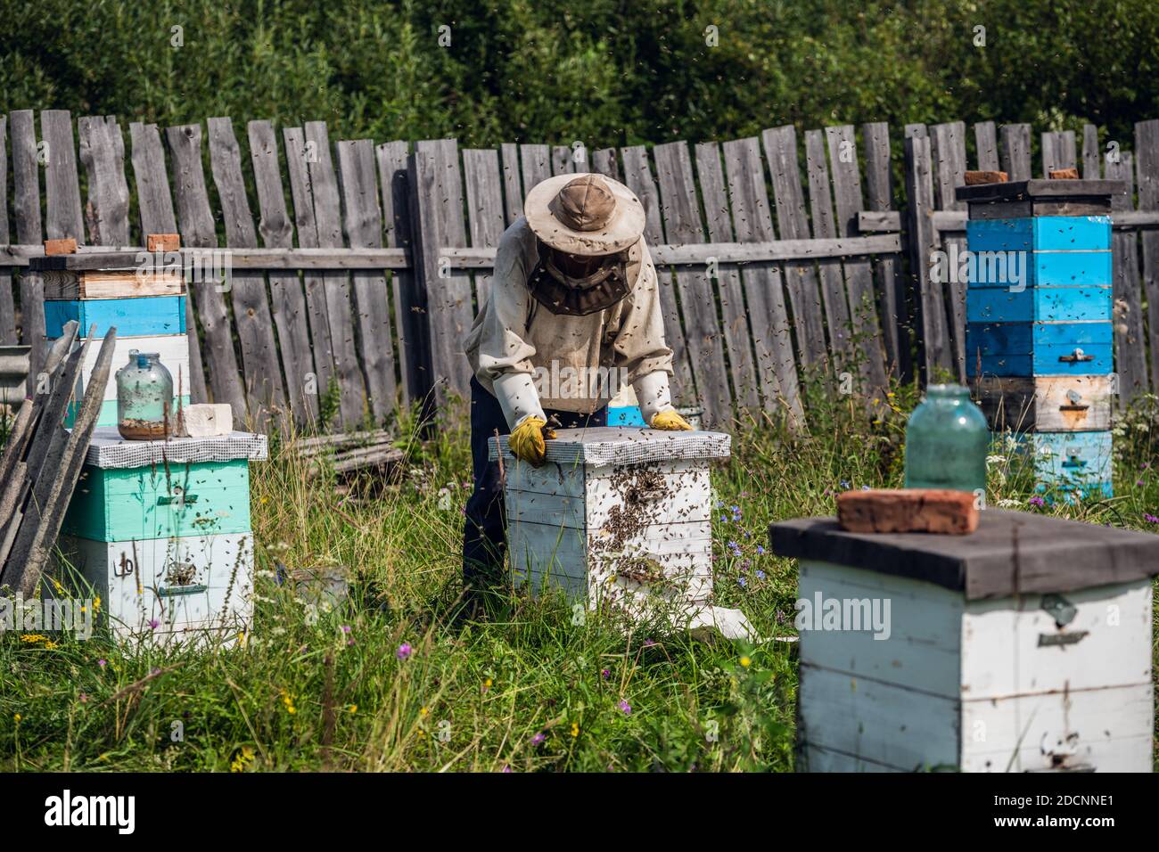 Imker in Schutzanzug inspiziert seine Reihe von Bienenstöcken an Bienenhaus mit Bienen schwärmen um ihn herum Stockfoto