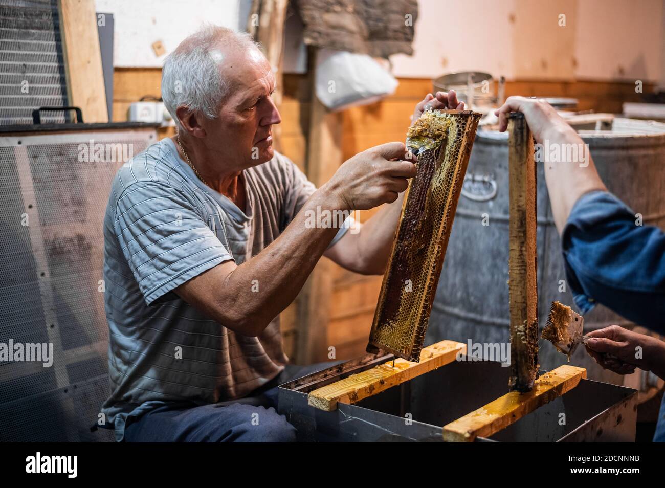 Imker, der Honigzellen mit einem Kamm auf den Rahmen auframmt. Stockfoto