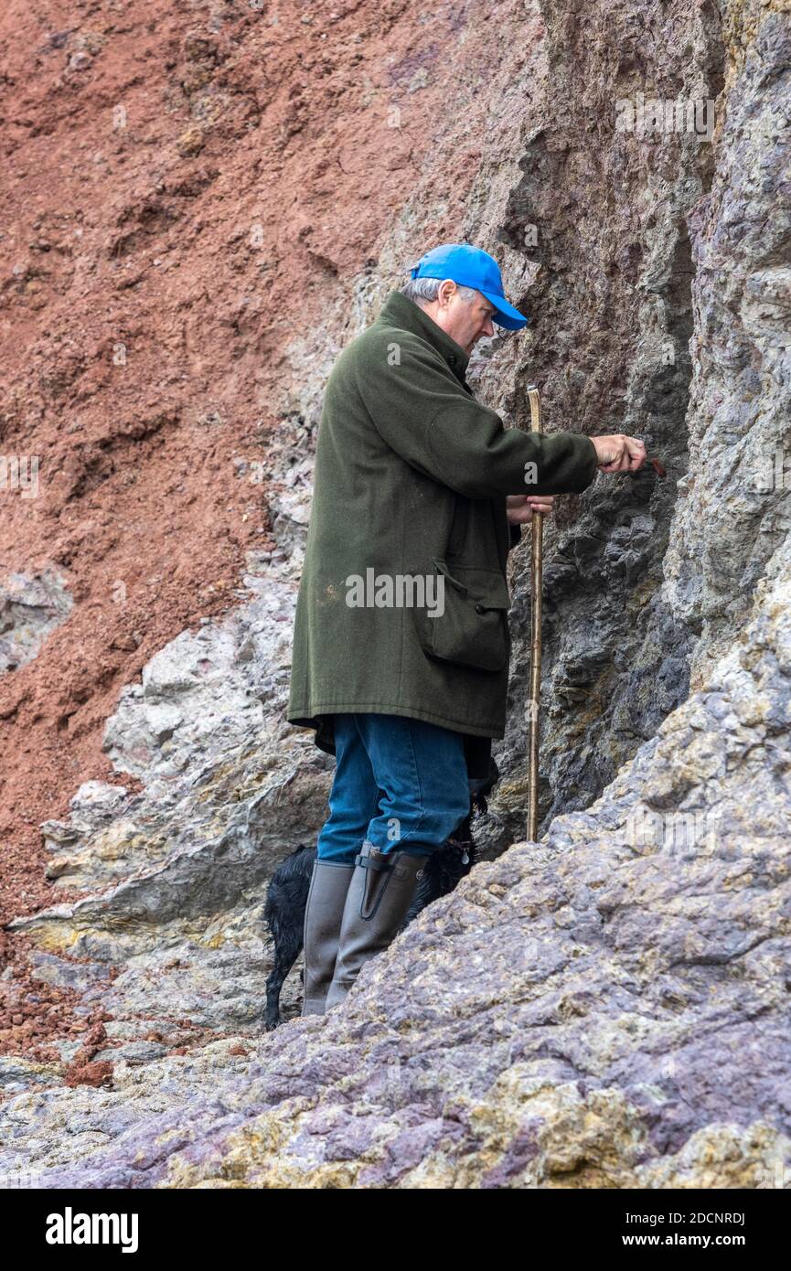 Ältere mn Fossilienjagd an einem Strand auf der Insel wight Blick auf die Klippen auf Fossilien und Überreste von prähistorischen Leben. Stockfoto