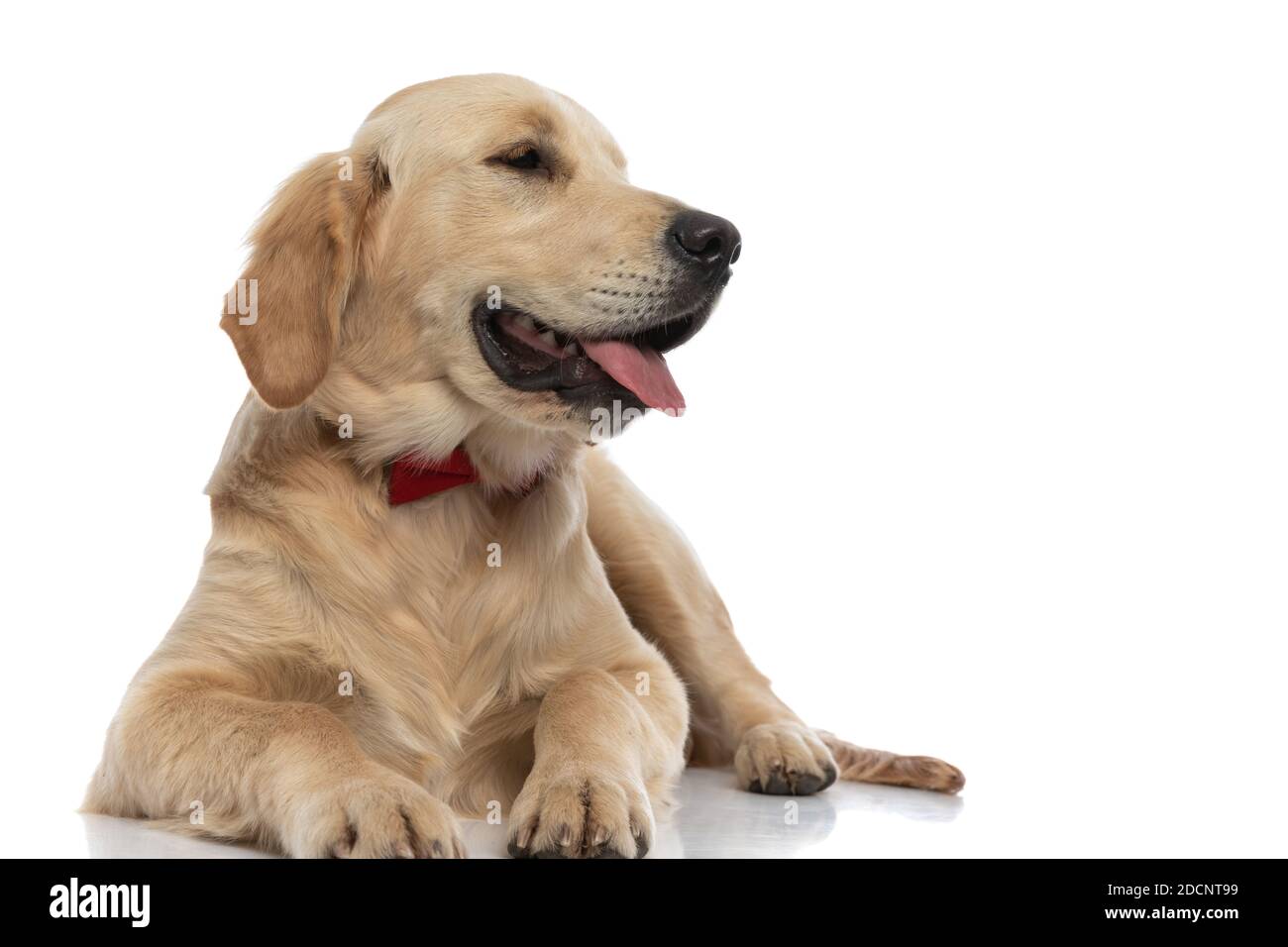 Niedlicher goldener Retriever Hund, der seine Zunge zur Seite streckt, eine  rote Fliege trägt und sich hinlegt Stockfotografie - Alamy