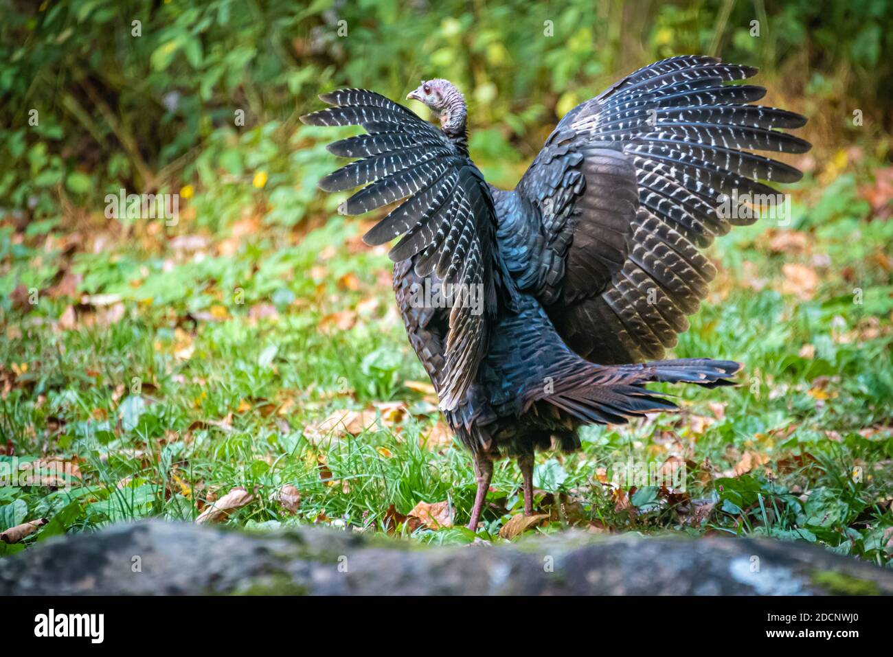Wild turkey (Meleagris galopavo) im Great Smokey Mountains National Park zwischen Gatlinburg, Tennessee und Cherokee, North Carolina. (USA) Stockfoto