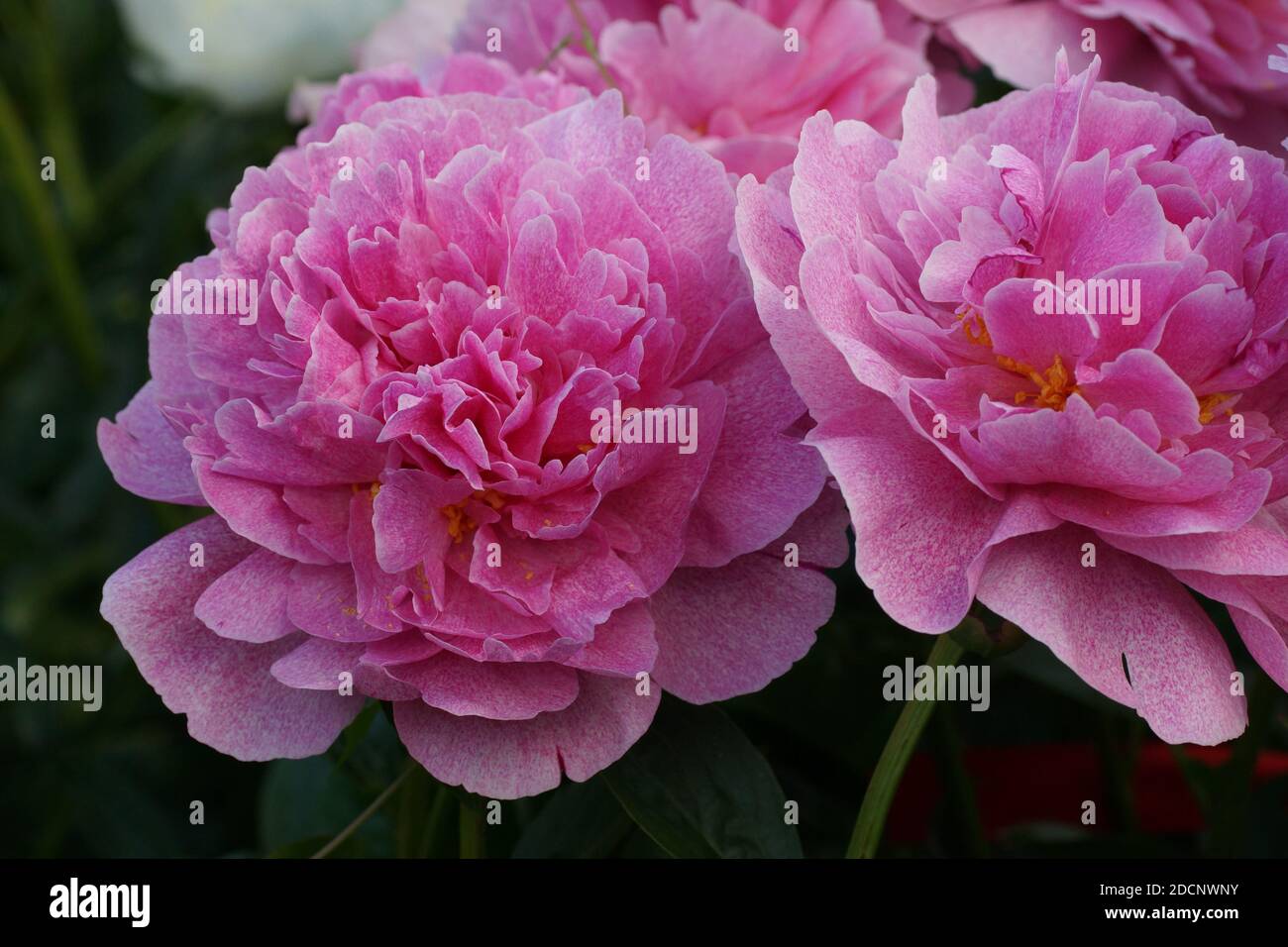 Pfingstrose Der Fawn. Doppelte rosa Pfingstrose Blume. Im Garten blüht ein wunderschöner rosa Pfingstrose. Stockfoto