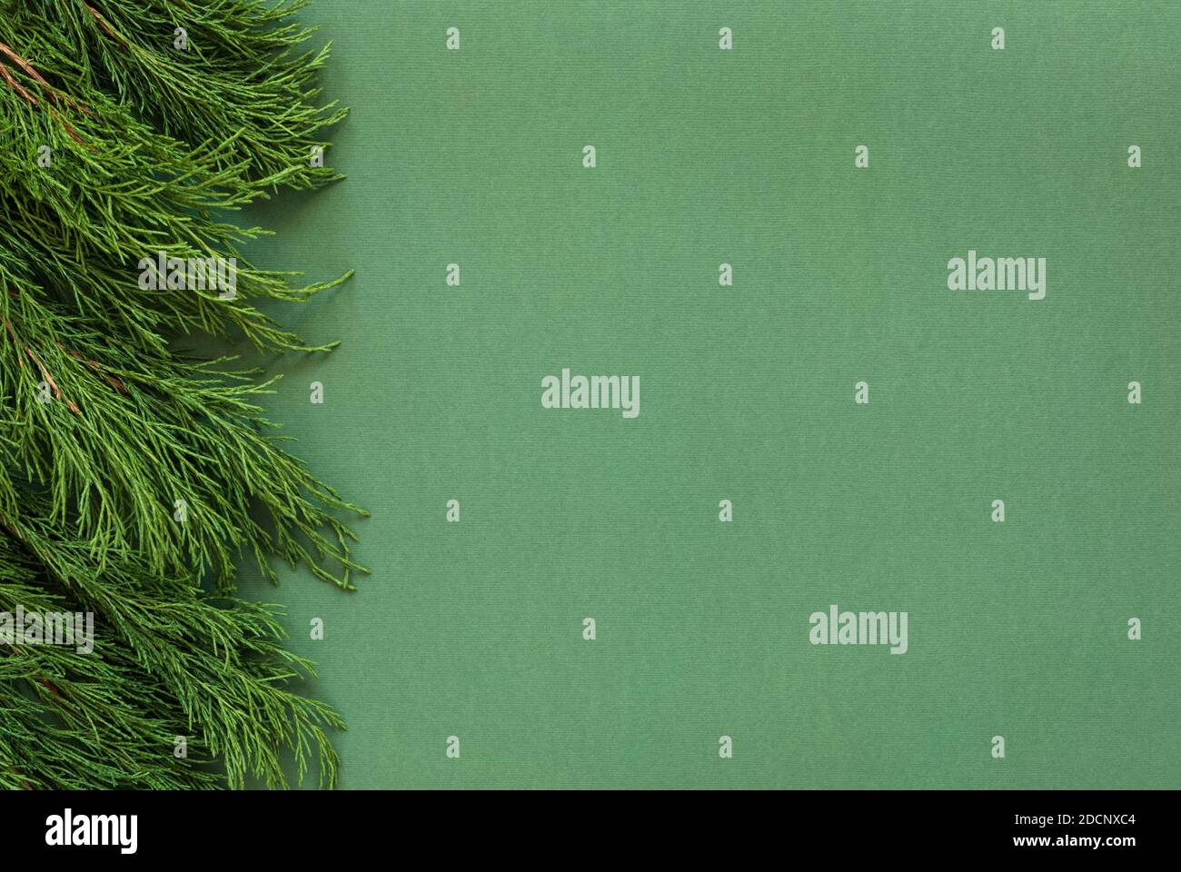 Grüner Hintergrund mit Nadelholzzweigen an der Seite, Hintergrund für umweltfreundliche Produktplatzierung Stockfoto
