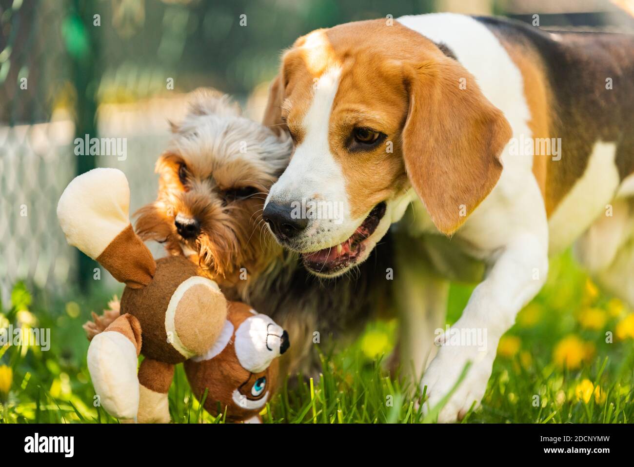 Niedlicher Yorkshire Terrier Hund und Beagle Hund chese einander im Hinterhof. Stockfoto