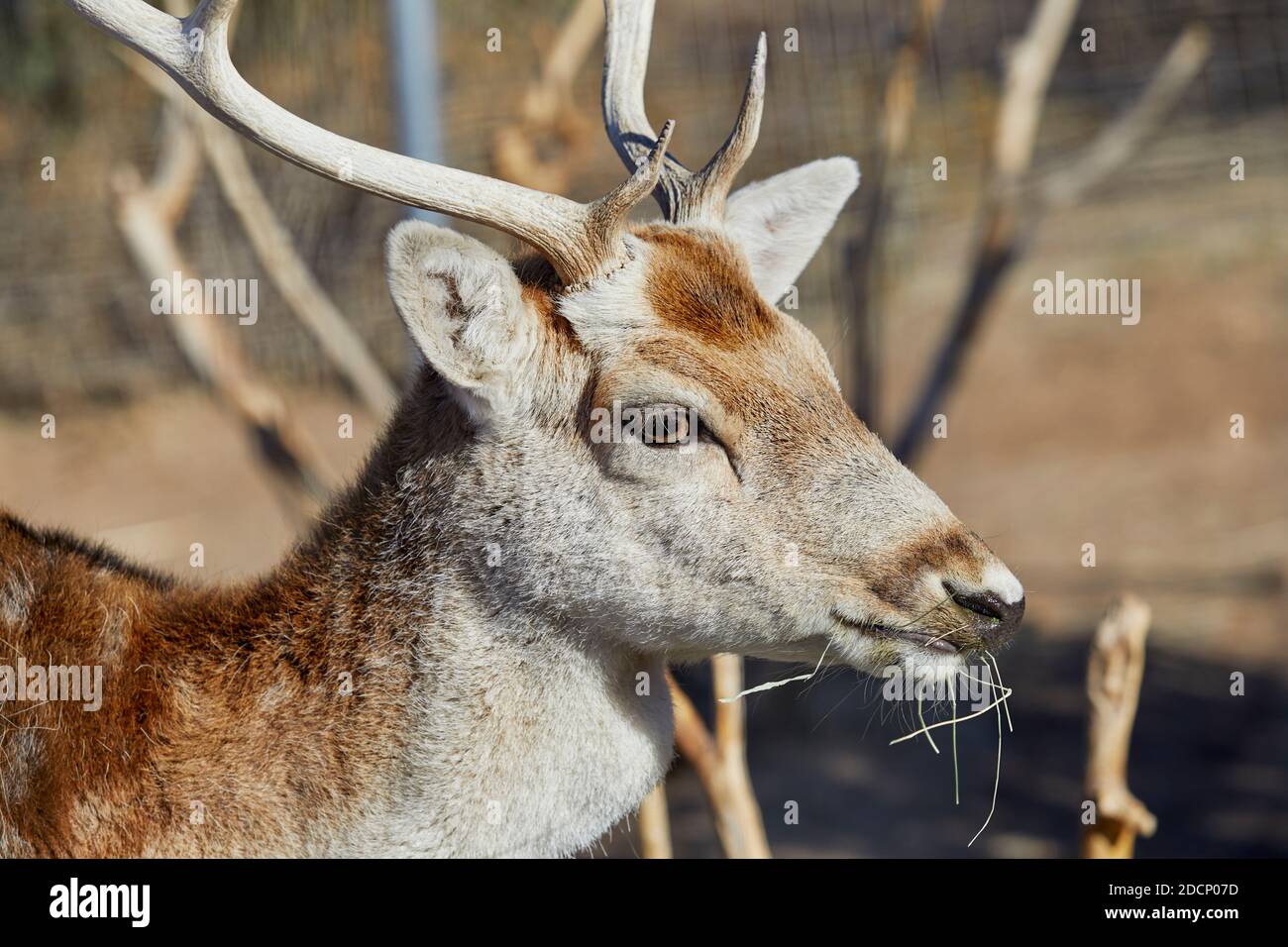 Nahaufnahme Profil eines Brachhirsch essen Gras mit Geringe Schärfentiefe Stockfoto