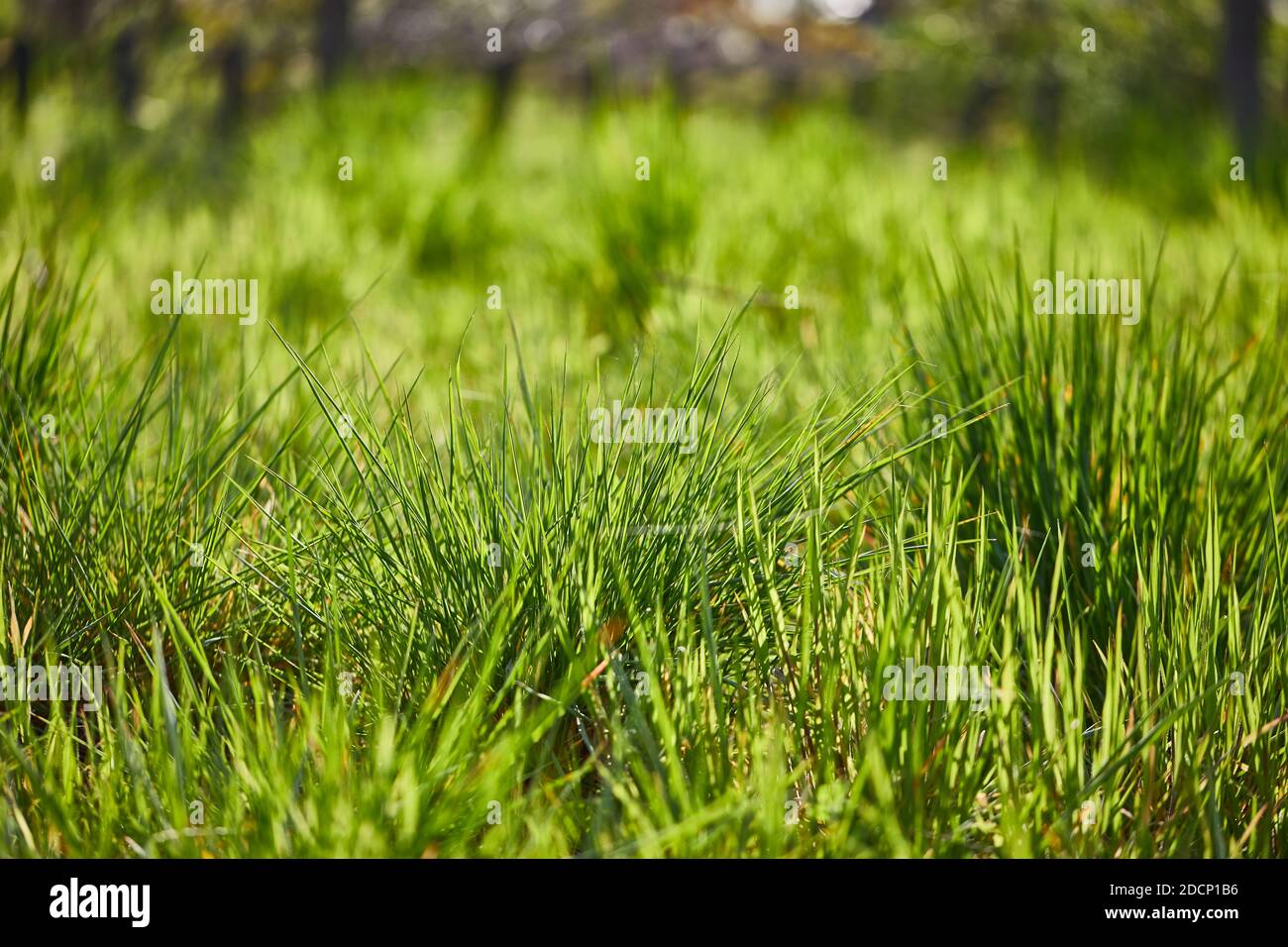 Grüne Wiese Stockfoto