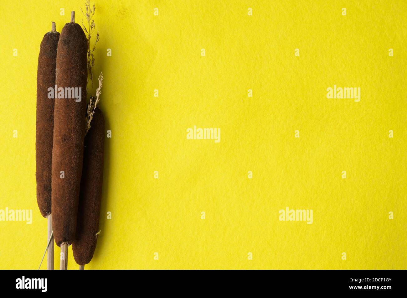 Modell. Trockene Stacheletts aus Gras und Schilf auf einem hellgelben Stoffhintergrund. Stockfoto