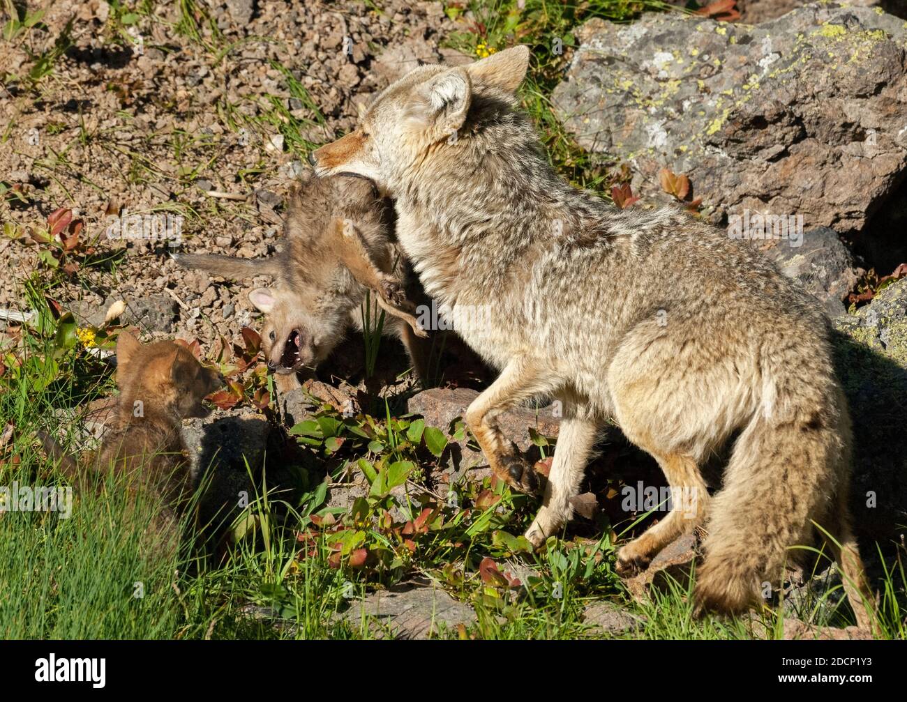 Coyote (Canis latrans) mit neugeborenen Welpen. Yellowstone National Park, Wyoming, USA. Stockfoto