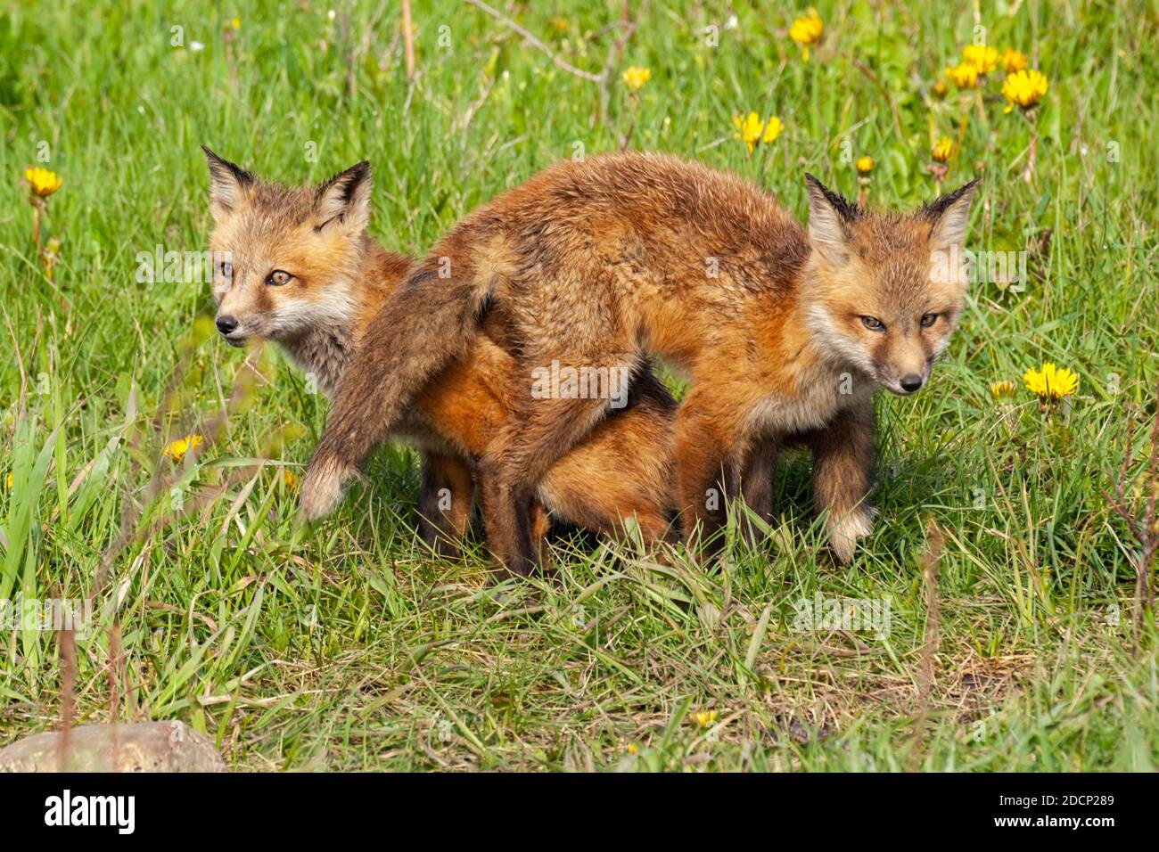 Rotfuchs (Vulpes vulpes). Spielende Babys. Grand Teton National Park, Wyoming, USA. Stockfoto