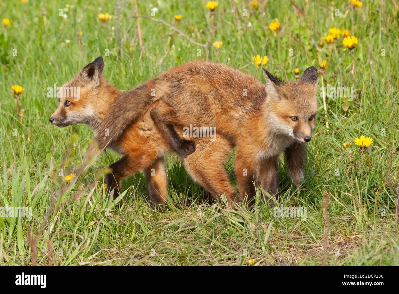 Rotfuchs (Vulpes vulpes). Spielende Babys. Grand Teton National Park, Wyoming, USA. Stockfoto