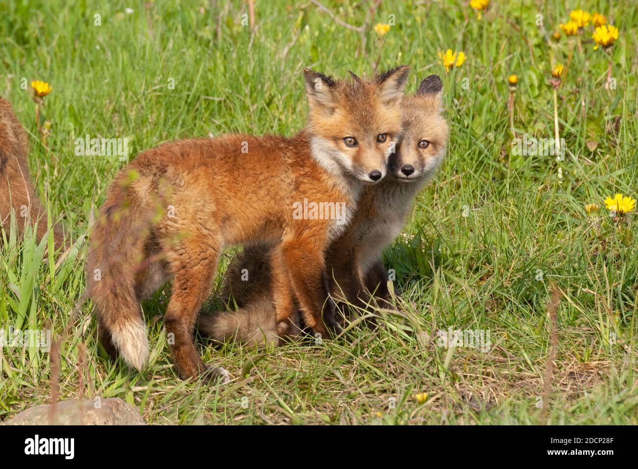 Rotfuchs (Vulpes vulpes). Spielende Babys. Grand Teton National Park, Wyoming, USA. Stockfoto