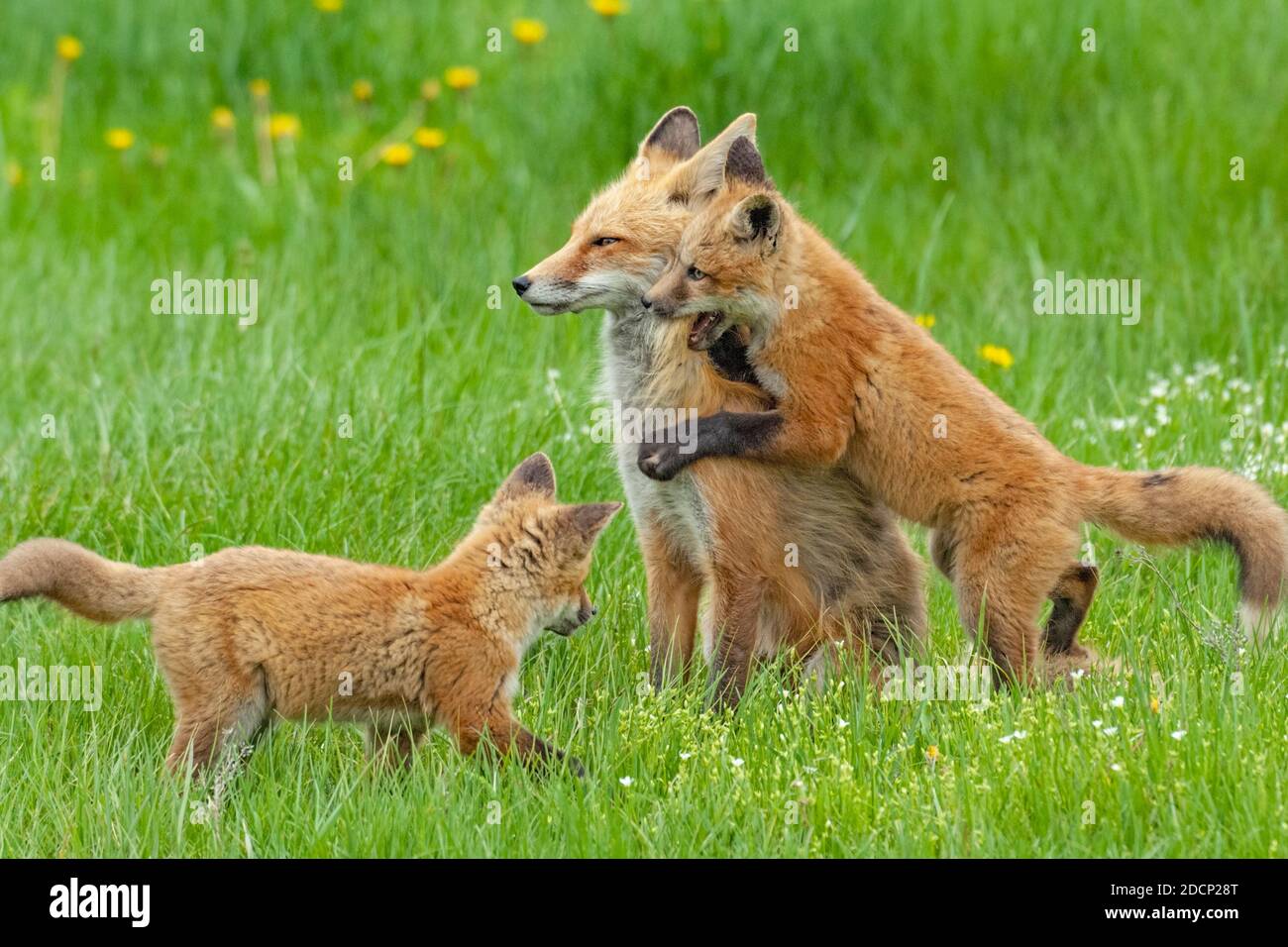Rotfuchs (Vulpes vulpes) Babys spielen mit Mutter. Grand Teton National Park, Wyoming, USA. Stockfoto