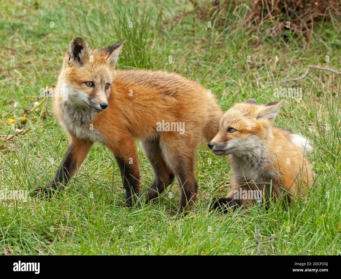 Rotfuchs (Vulpes vulpes). Spielende Babys. Grand Teton National Park, Wyoming, USA. Stockfoto