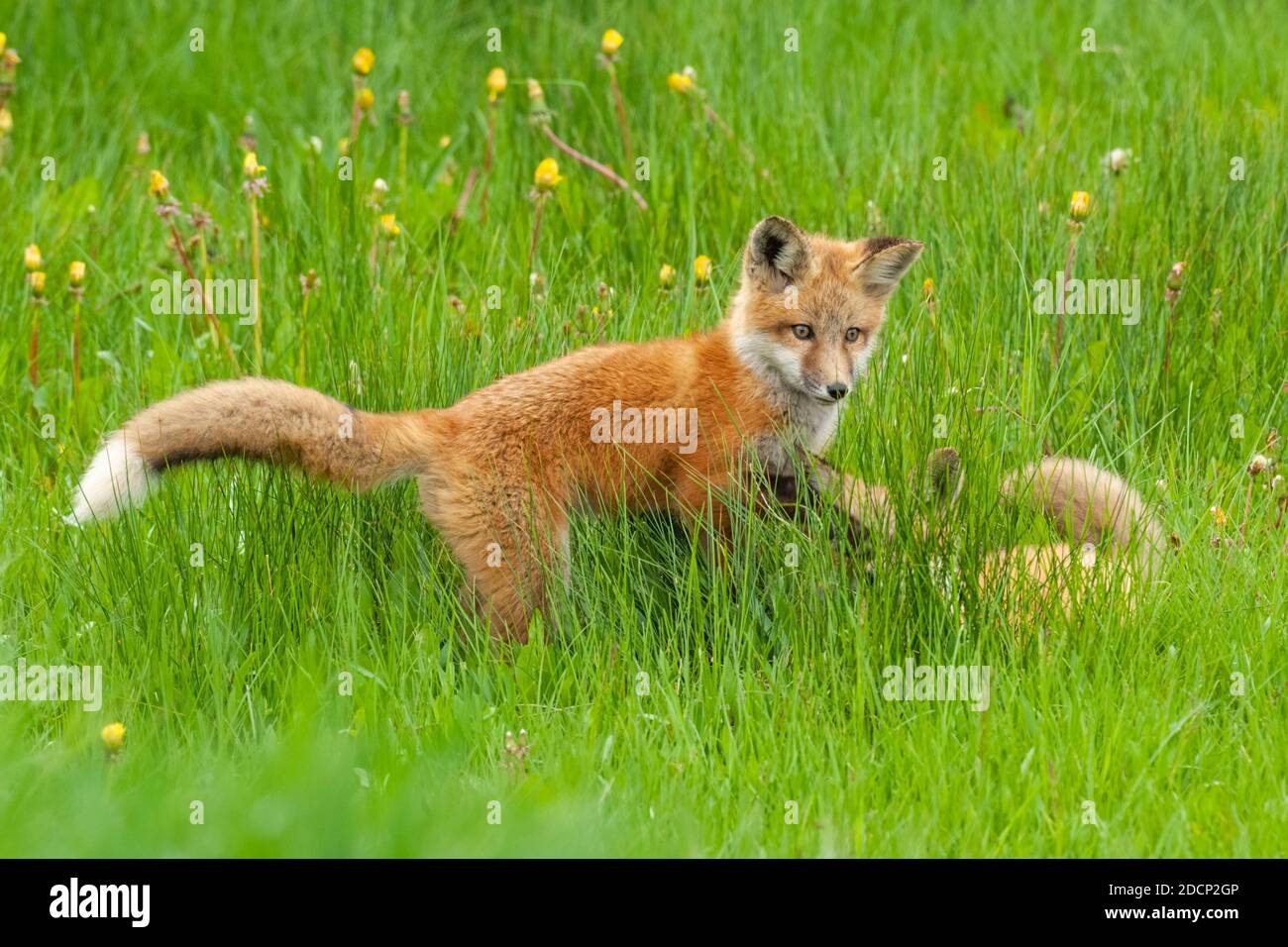 Rotfuchs (Vulpes vulpes). Spielende Babys. Grand Teton National Park, Wyoming, USA. Stockfoto