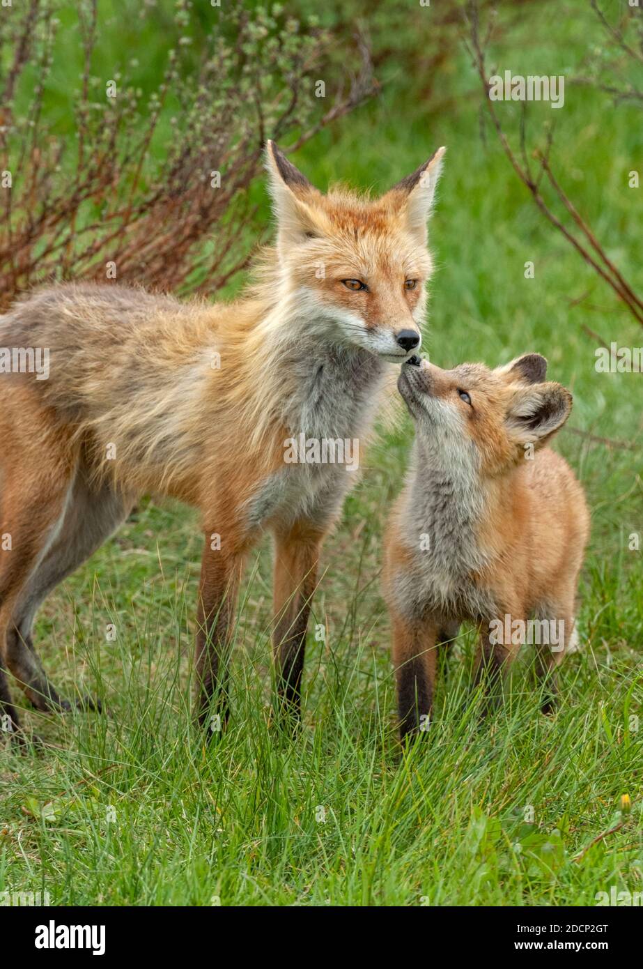 Rotfuchs (Vulpes vulpes) Babys spielen mit Mutter. Grand Teton National Park, Wyoming, USA. Stockfoto