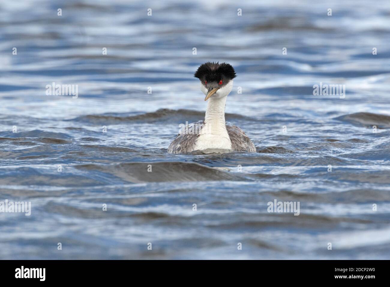 Westgreier (Aechmophorus occidentalis). Yellowstone National Park, Wyoming, USA. Stockfoto