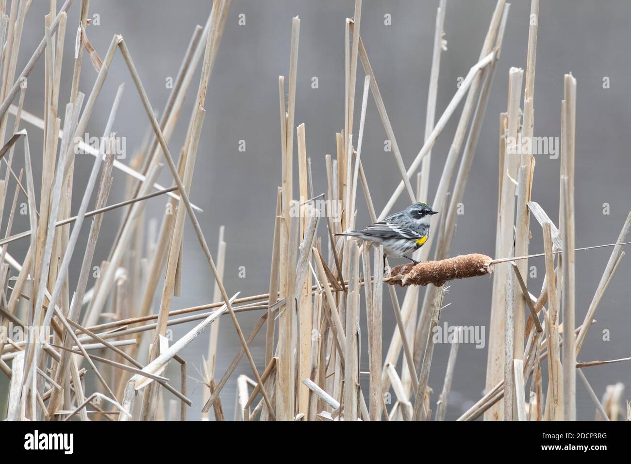 Gelbsänger (Setophaga coronata) in Rohrkolben. Acadia National Park, Maine. Stockfoto