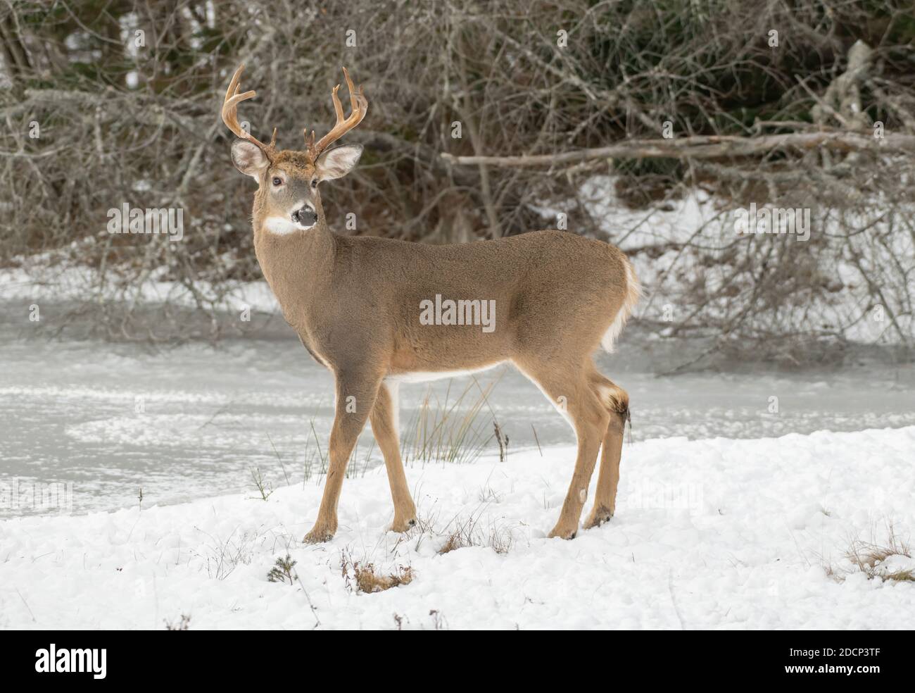 Weißschwanzhirsch (Odocoileus virginianus). Reifer Buck am Rande eines Biberteiches, während der Paarungszeit. Acadia National Park, Maine, USA. Stockfoto