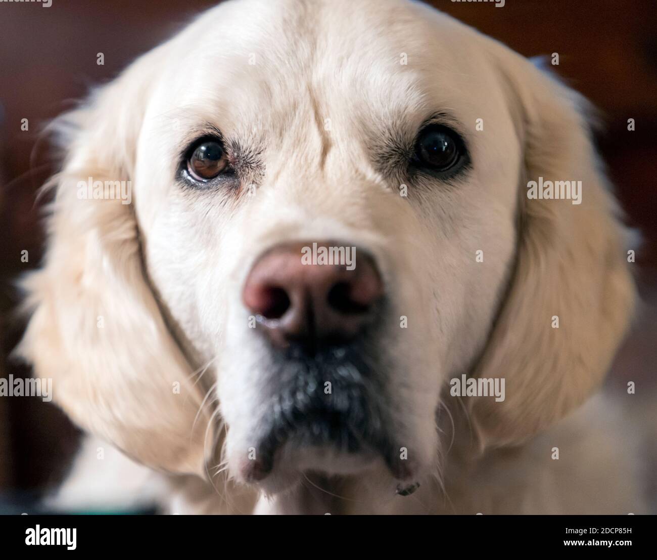 Platin farbige Golden Retriever Hund. Stockfoto