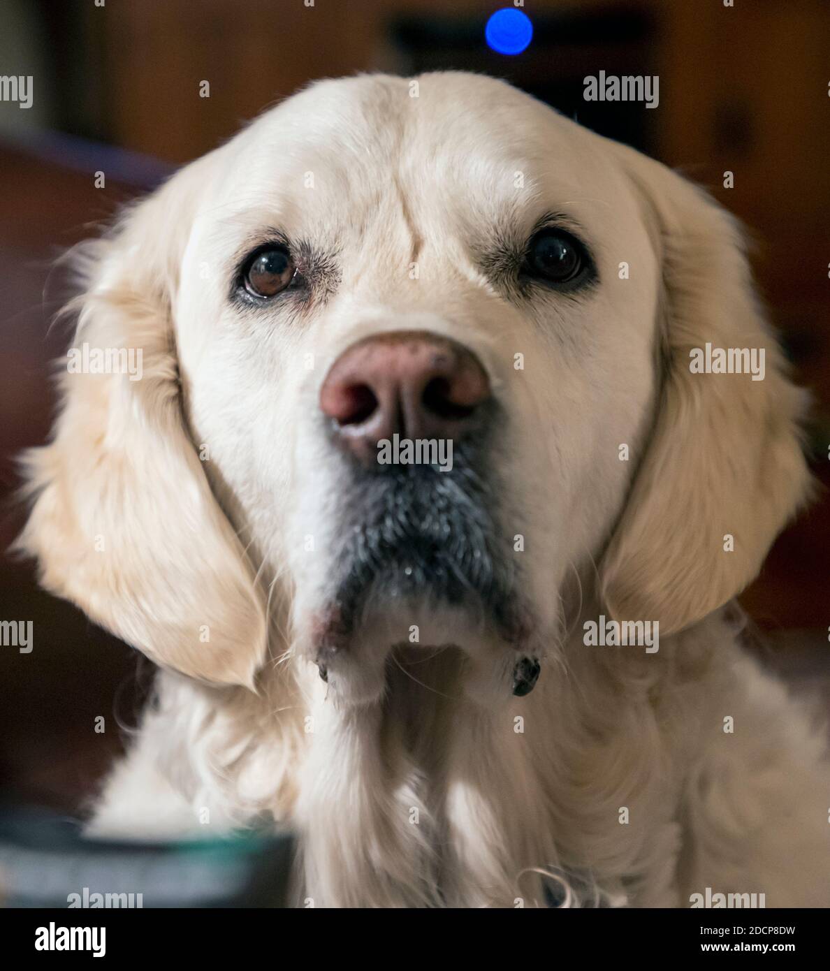Platin farbige Golden Retriever Hund. Stockfoto