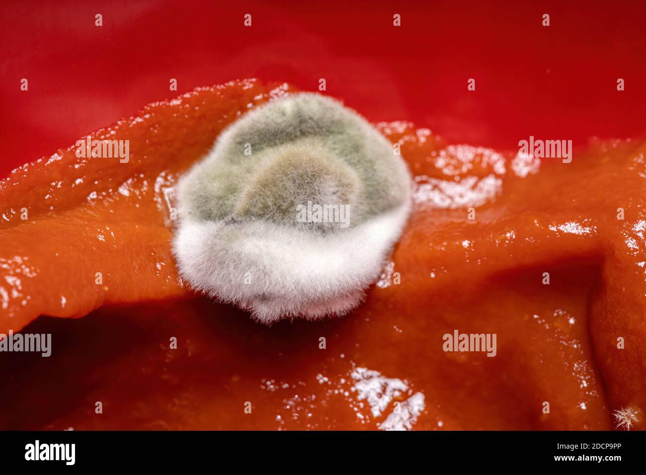Schimmelige Tomatensauce von Pilzen Stockfoto