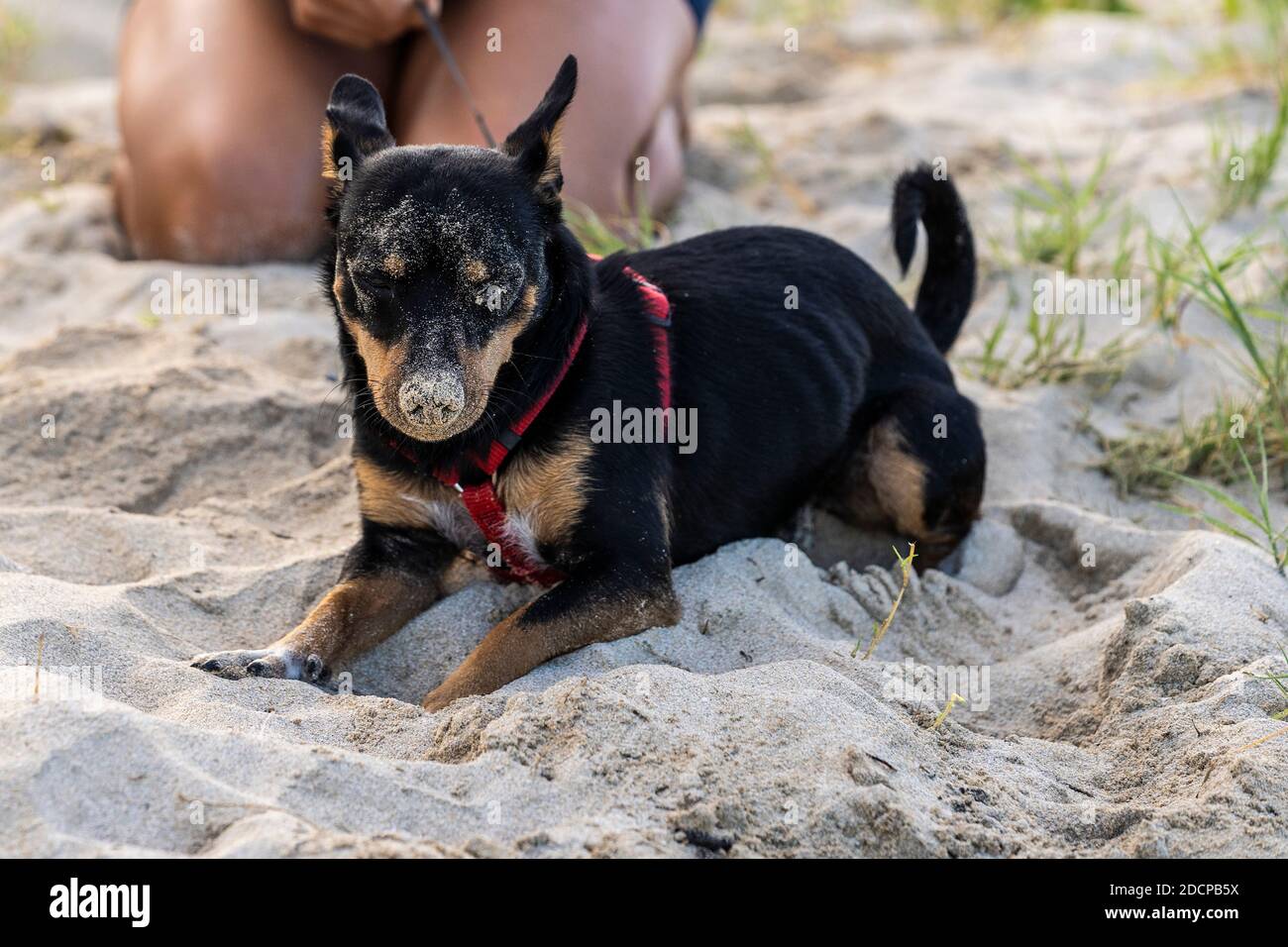 Schwarz und braun Hund liegt am Strand bedeckt Sand Stockfoto