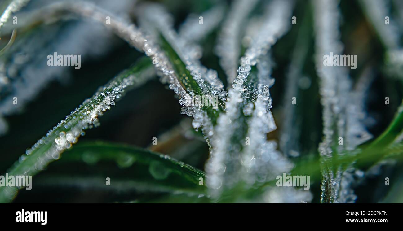 Textur von grünem Gras mit Eis bedeckt Stockfoto