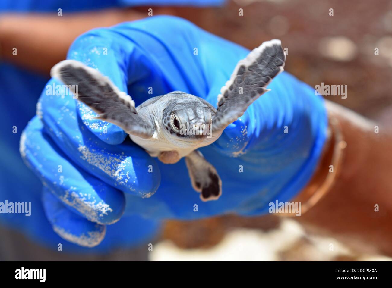 Ein schwarzer Mann mit blauen Plastikhandschuhen hält eine grüne Meeresschildkröte beim Brüten während einer Öko-Tour auf Cozumel, Mexiko. Die Schildkröte hat ihre Flossen angehoben. Stockfoto