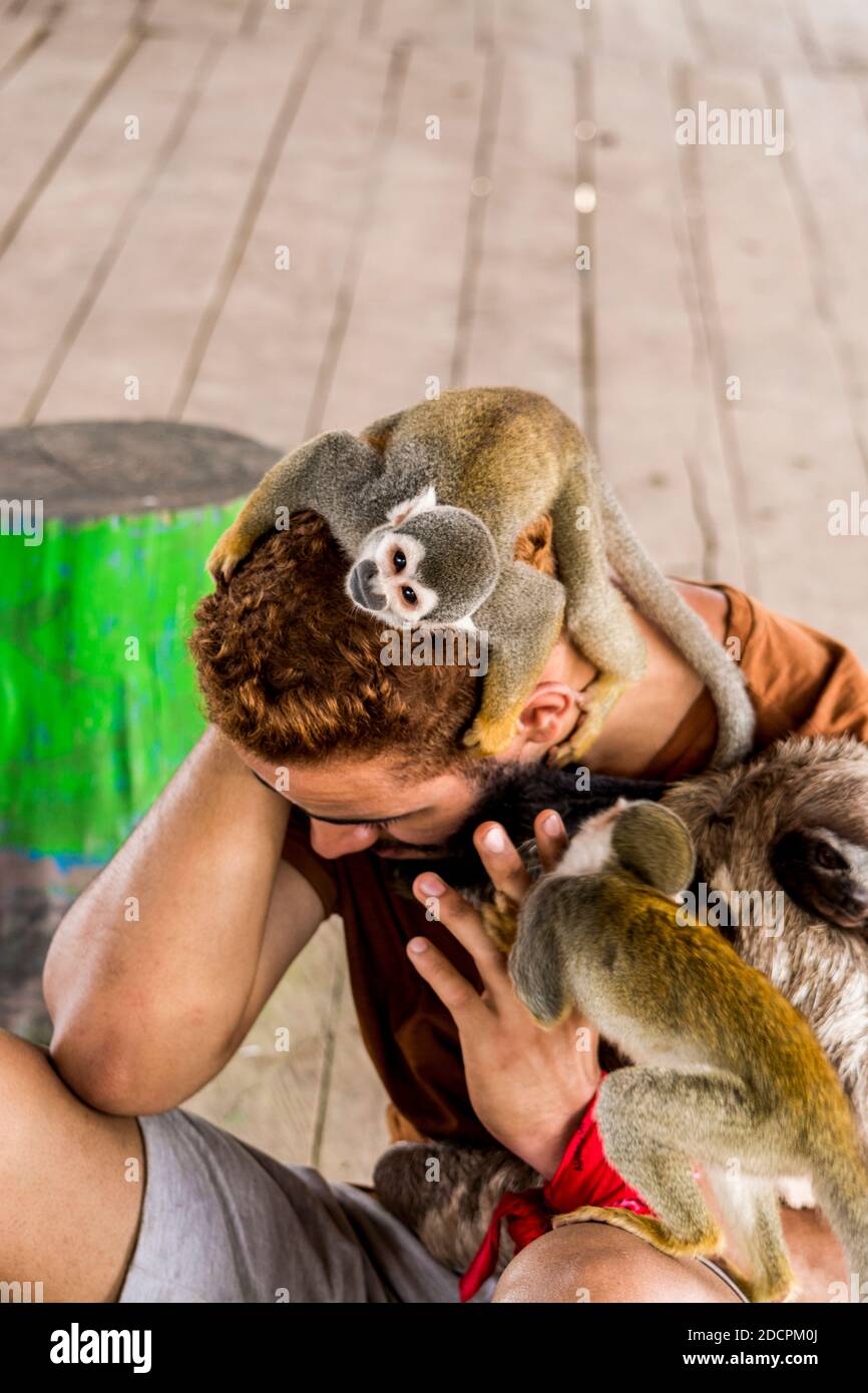 Während wir im Amazonasdschungel mit dem Stamm der Tikunas leben, bekommen wir oft mit vielen Affen zu teilen, die immer kommen, um zu spielen und zu essen Stockfoto