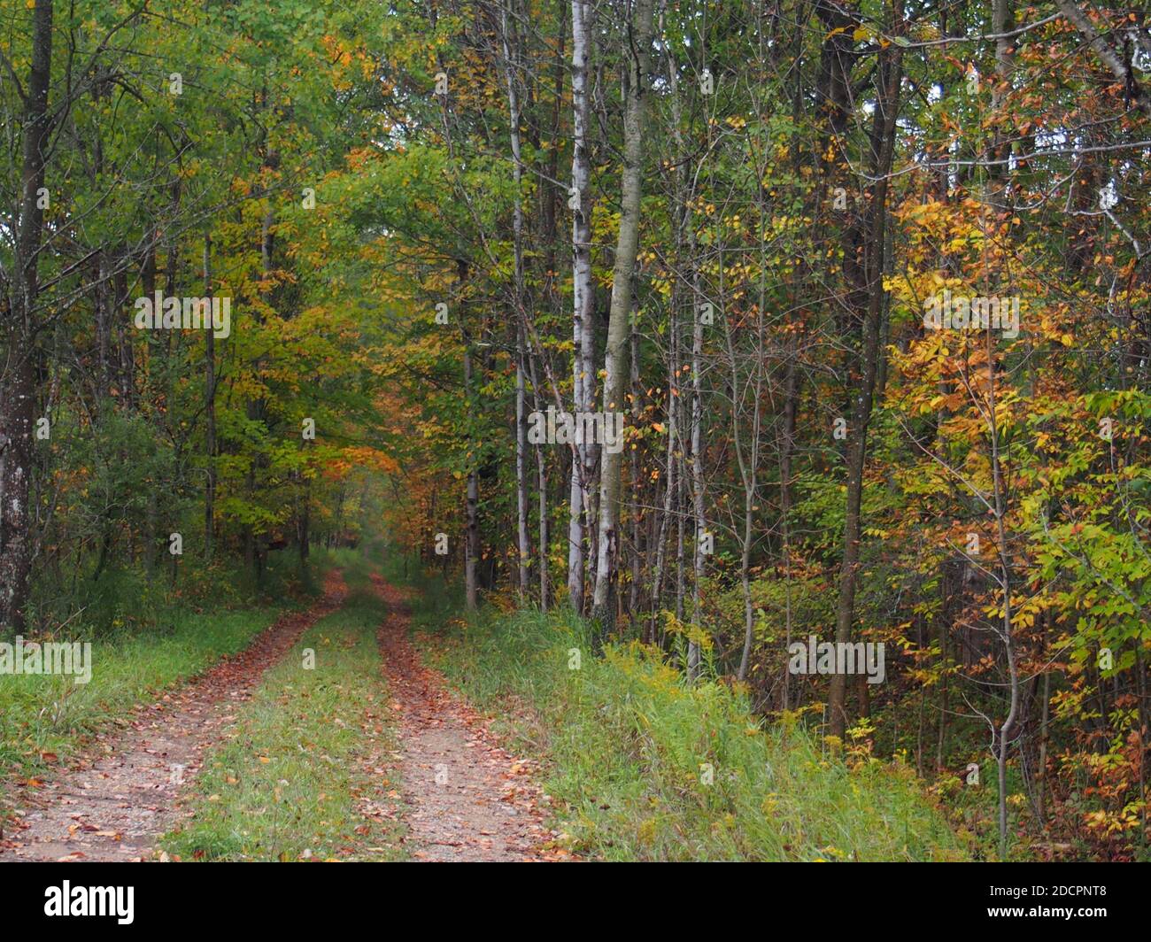 WALDWEG IM HERBST NORD-MICHIGAN Stockfoto