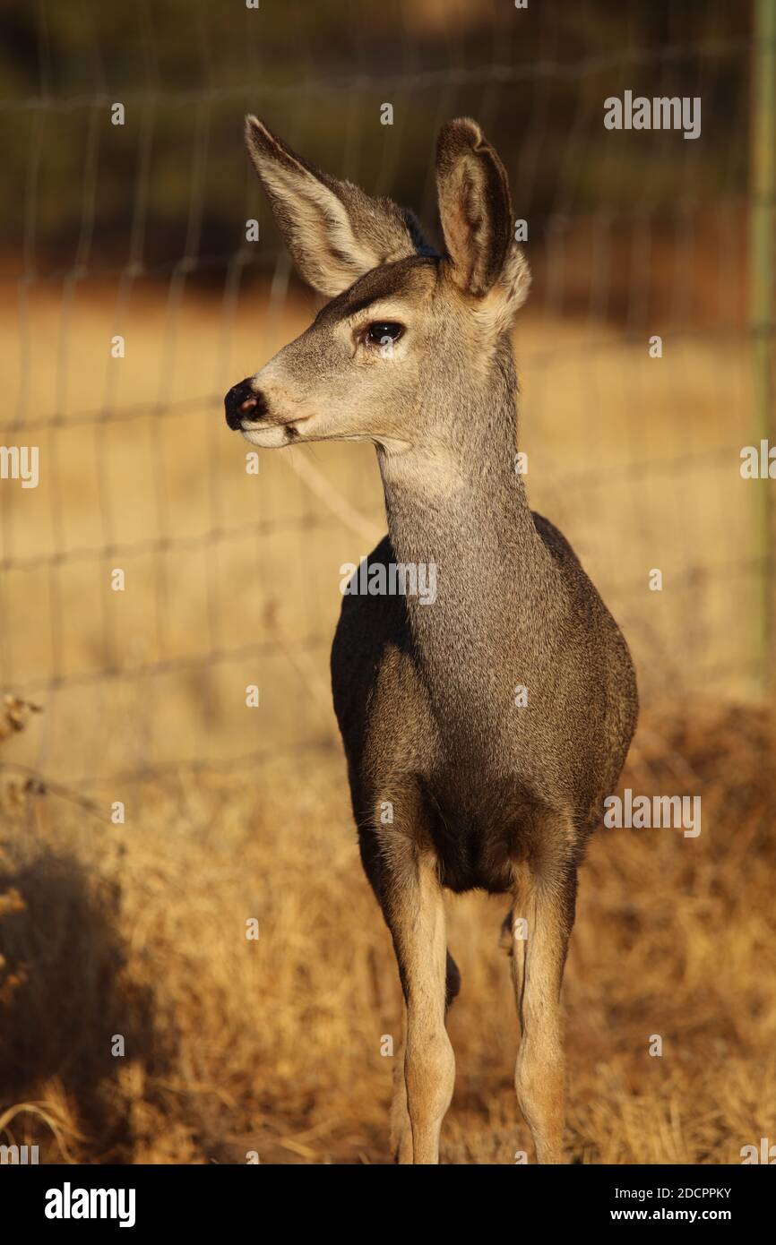 Hirsch am sprinenden Zaun Stockfoto