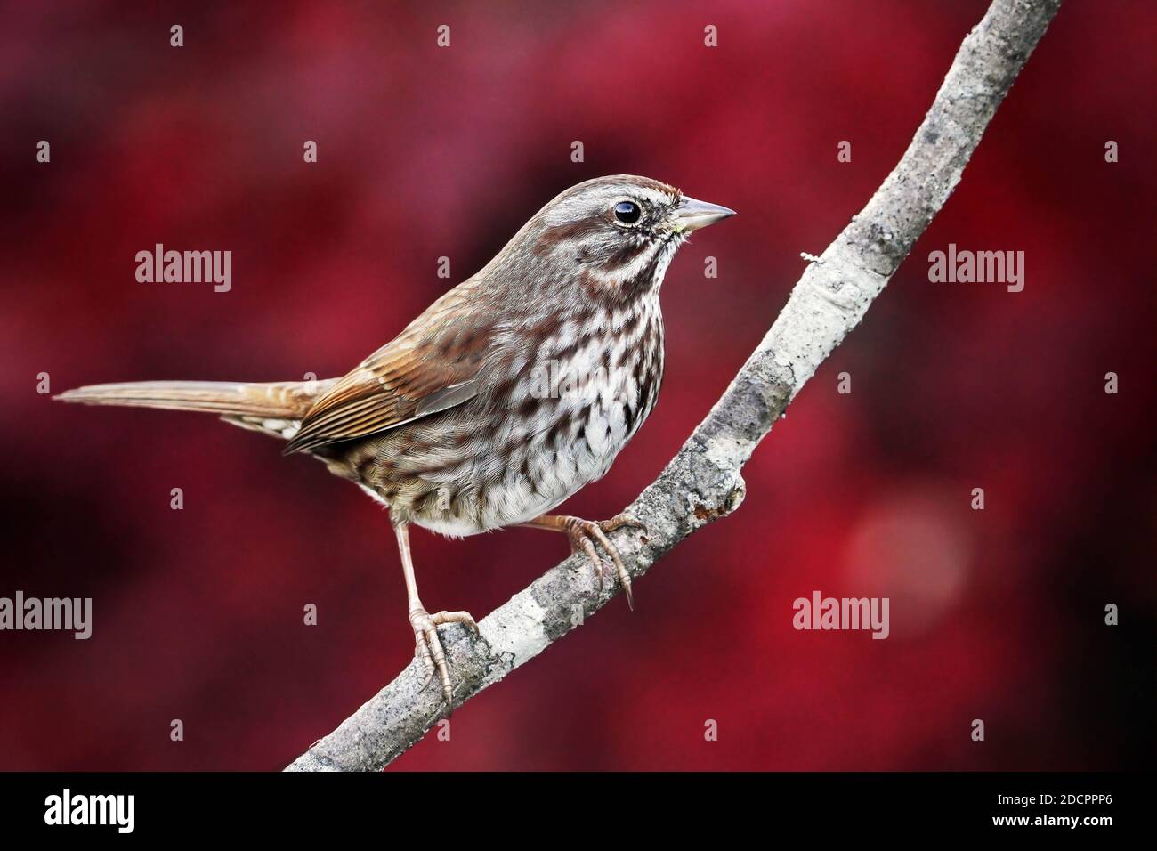 Song Sparrow (Melospiza melodia) auf Ast thront, Herbstfarben im Hintergrund, Snohomish, Washington, USA Stockfoto