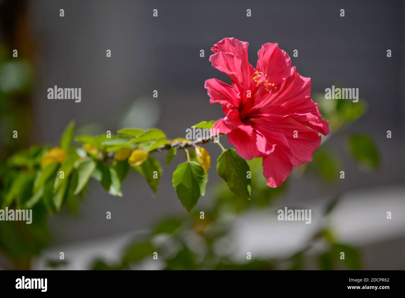 Hibiscus rosa sinensis chinesischer hibiskus Fotos und Bildmaterial