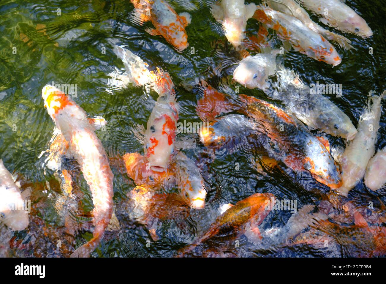 Tokyo japan fish pond Fotos und Bildmaterial in hoher Auflösung Alamy