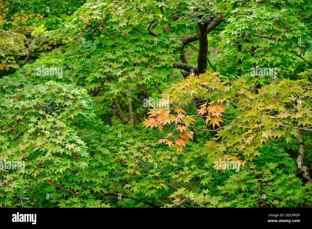 Ahornblätter wechseln in Japan in Herbstfarben. Stockfoto