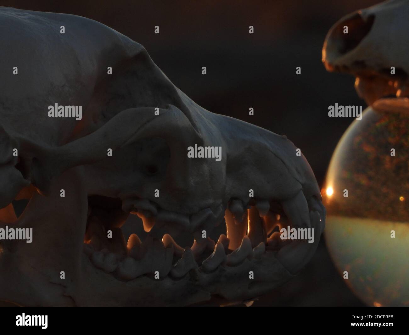 Schädel, Äpfel und Kugeln 27 Stockfoto